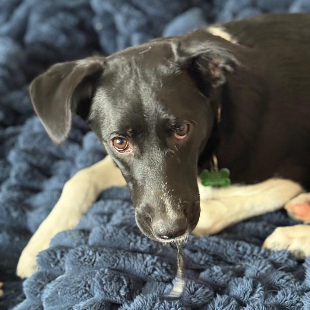 Annie, Adoptable, Young Female Border Collie & Mixed Breed.