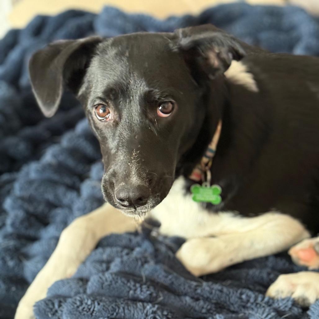 Enlarge Annie, a Adoptable mixed breed in St. Charles, MO image 2/5