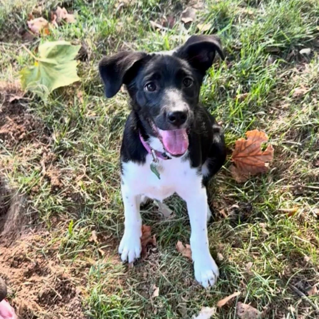 Enlarge Annie, a Adoptable mixed breed in St. Charles, MO image 3/5