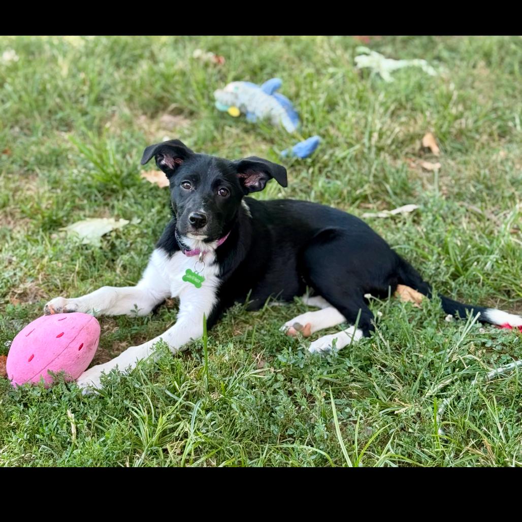 Enlarge Annie, a Adoptable mixed breed in St. Charles, MO image 4/5