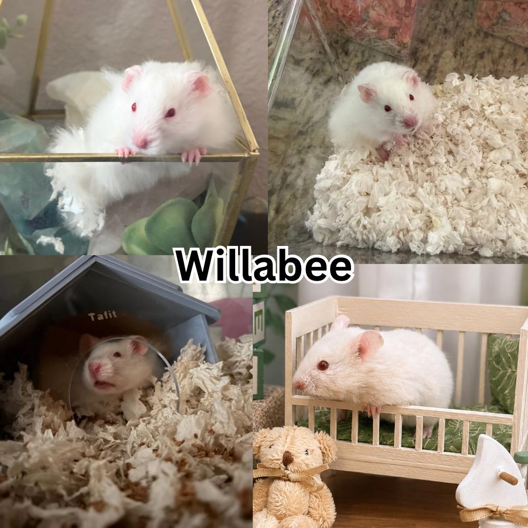 Willabee, ADOPTABLE, Baby Male Hamster.