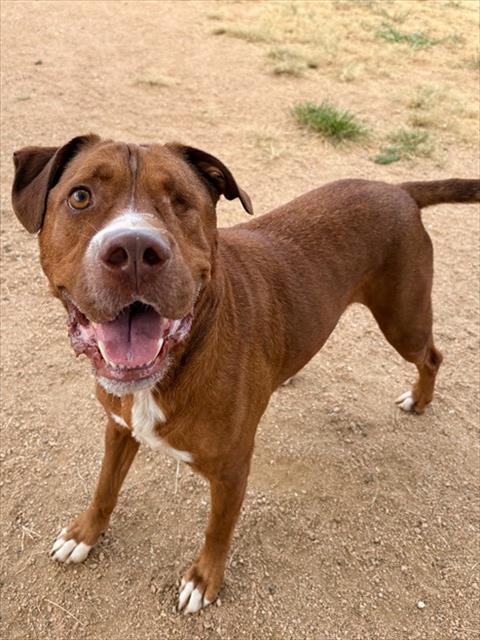 Enlarge FLAME, a Adoptable Pit Bull Terrier in Killeen, TX image 1/1