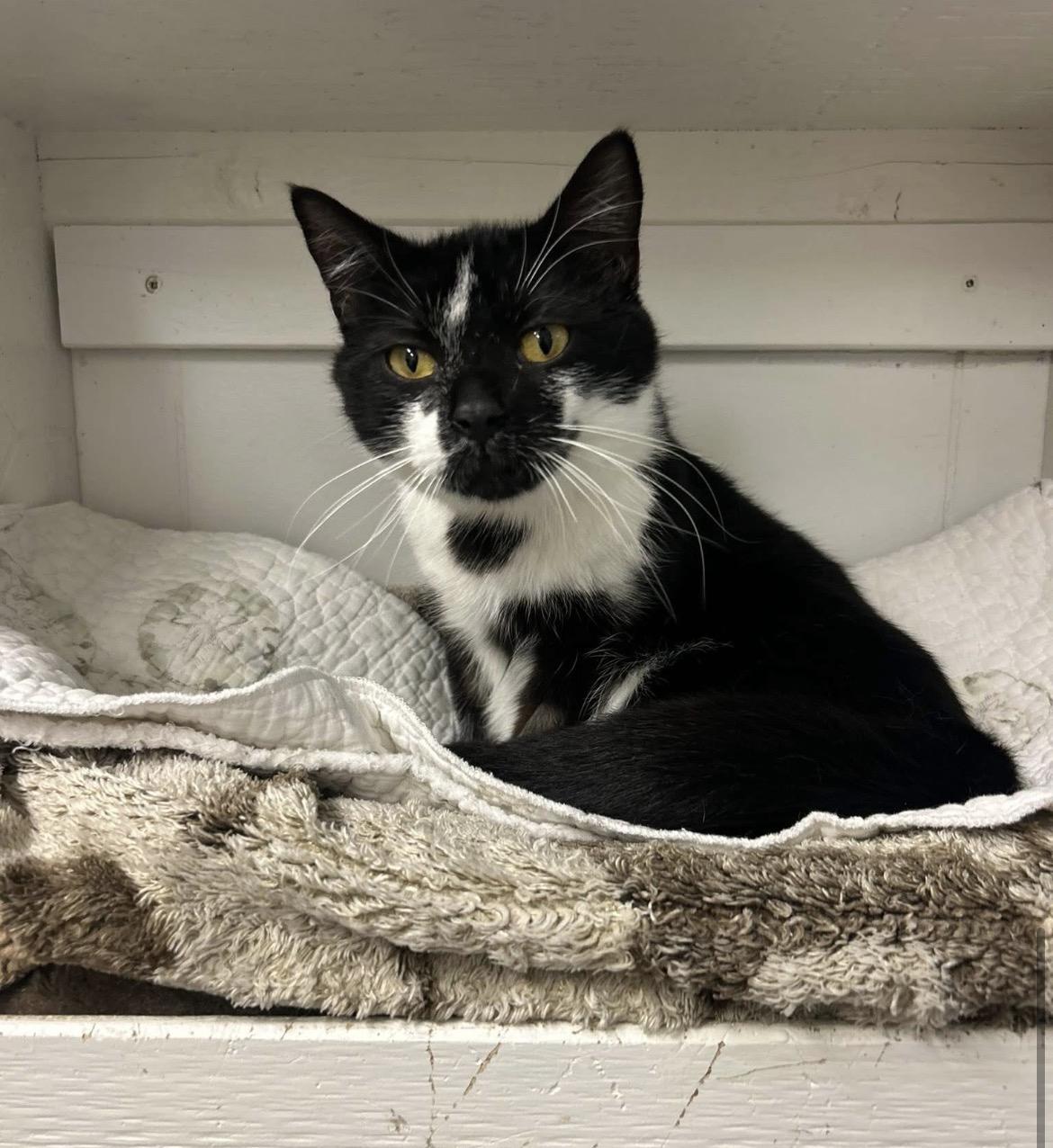 Huckleberry, an adopted Domestic Short Hair in Maple Ridge, BC image 2/3