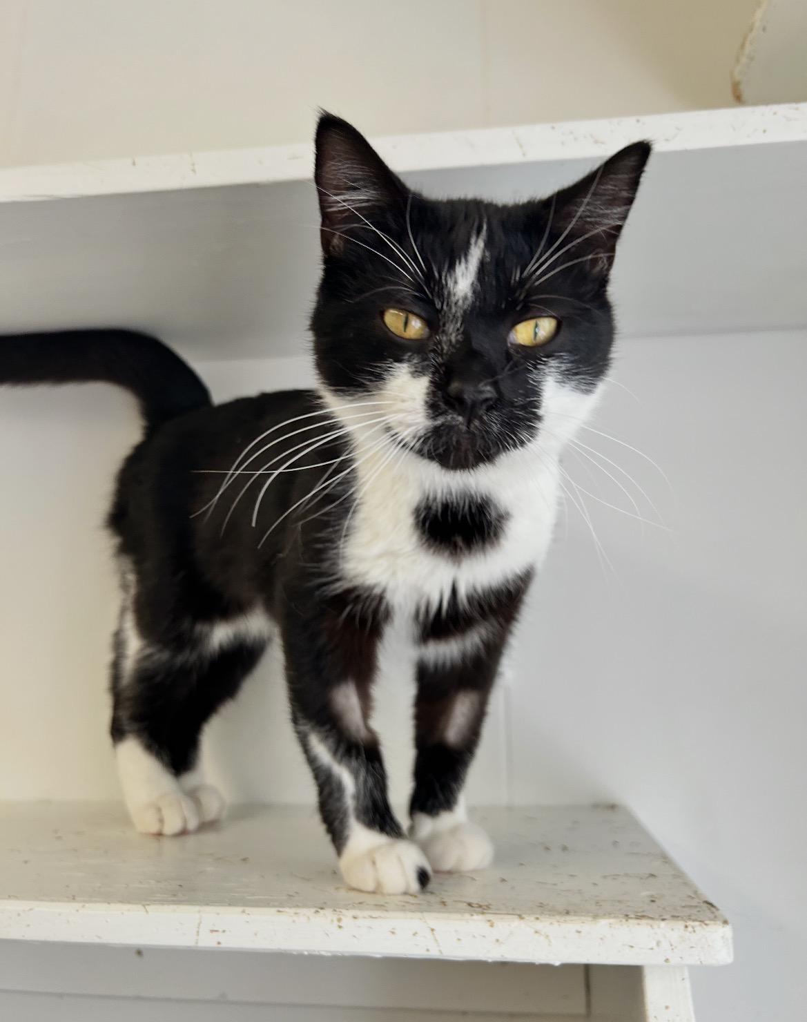 Huckleberry, adopted, Kitten Female Domestic Short Hair.