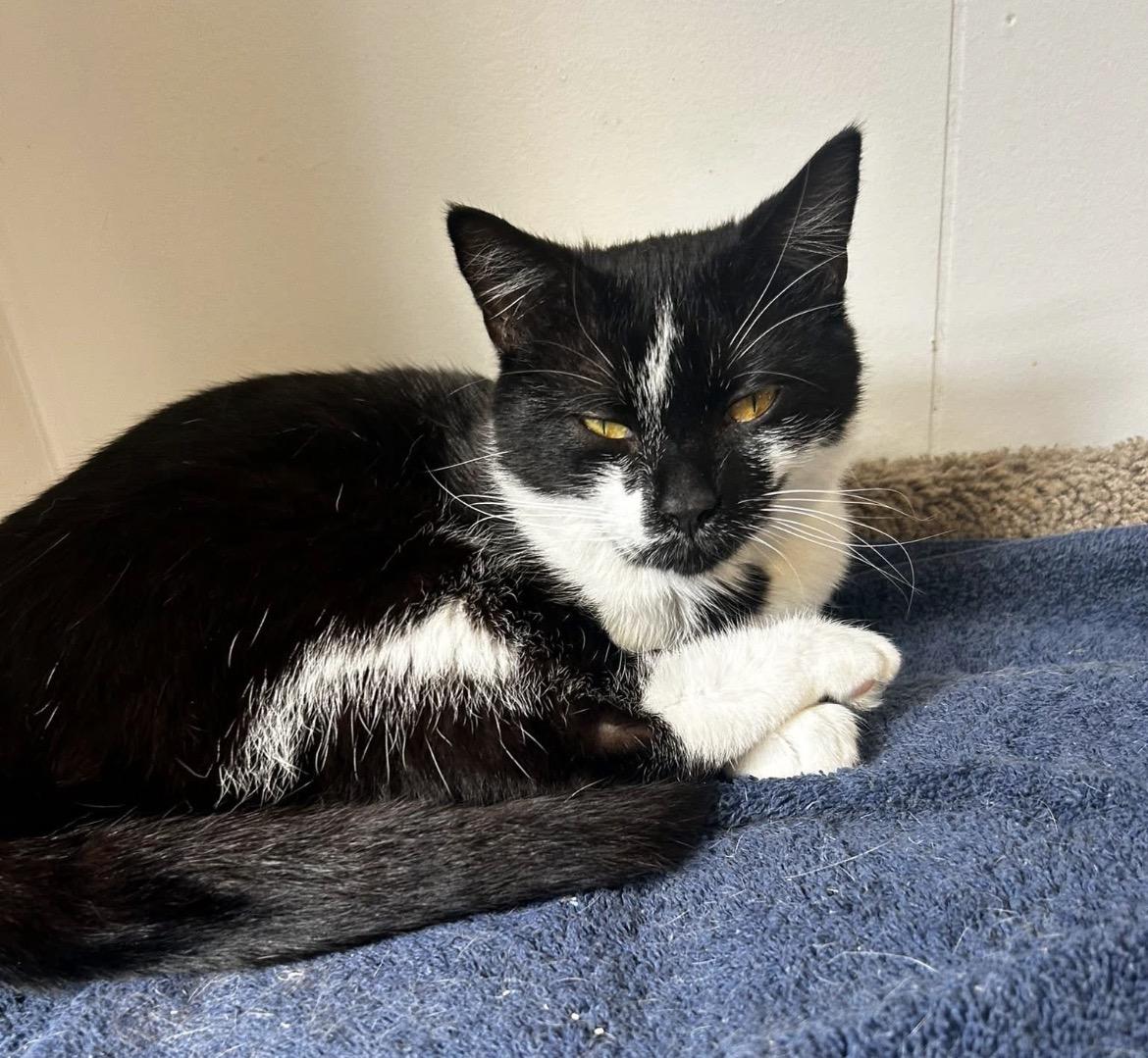 Huckleberry, an adopted Domestic Short Hair in Maple Ridge, BC image 3/3