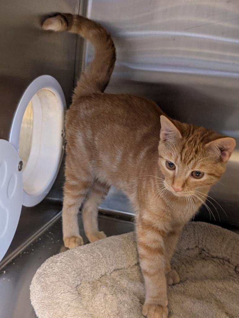Carrot Top, Adoptable, Kitten Male Domestic Short Hair.