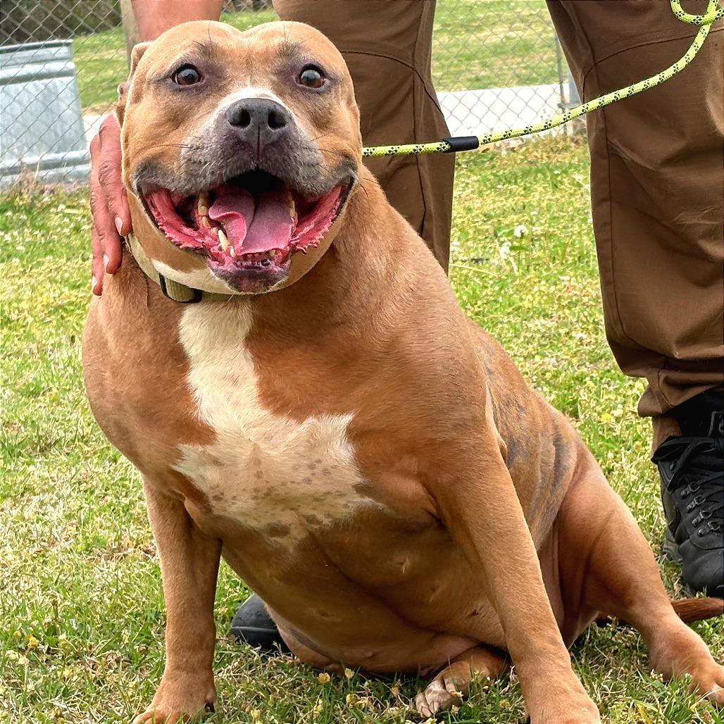 Ruby, Adoptable, Adult Female American Bulldog.