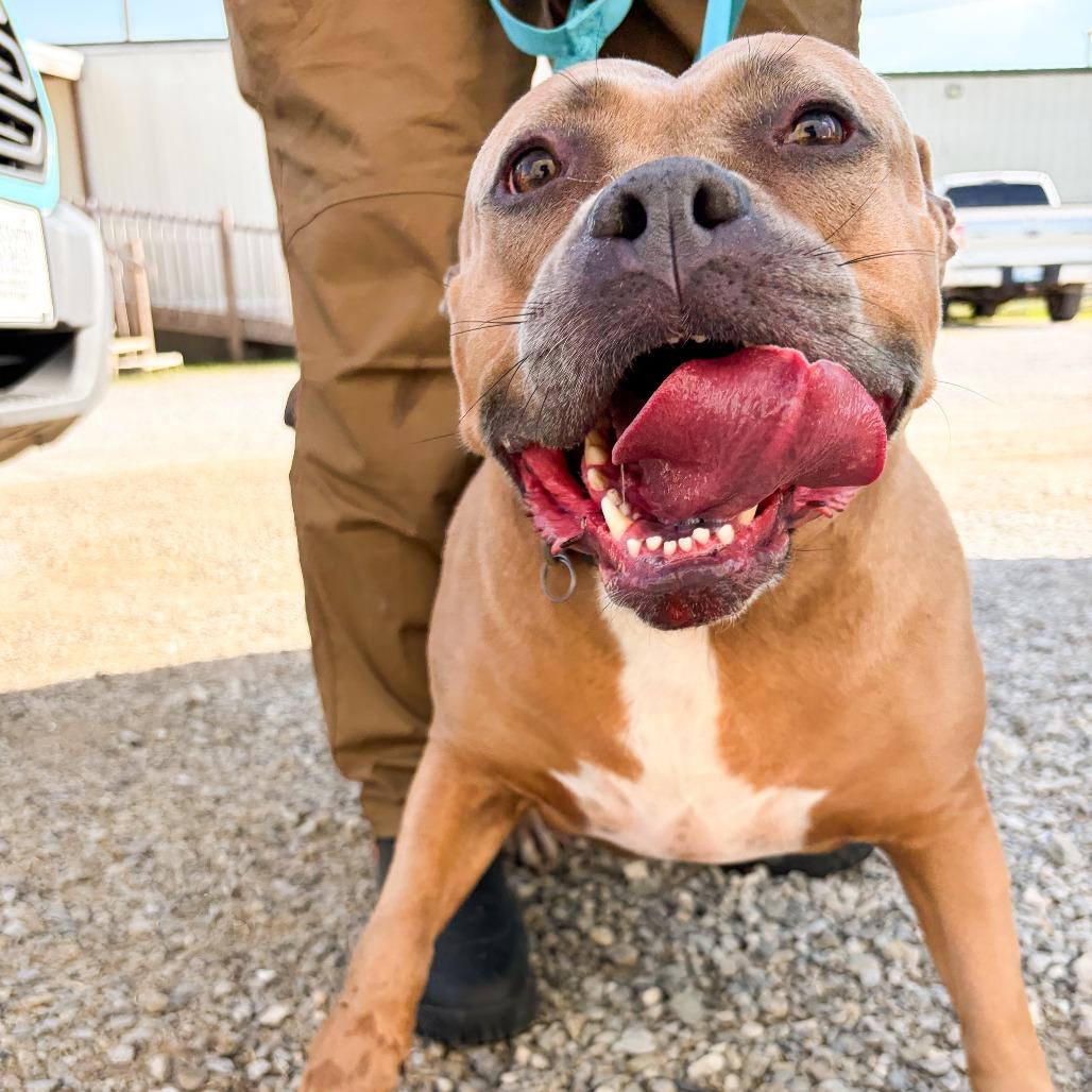 Enlarge Ruby, a Adoptable American Bulldog in Tulsa, OK image 1/1