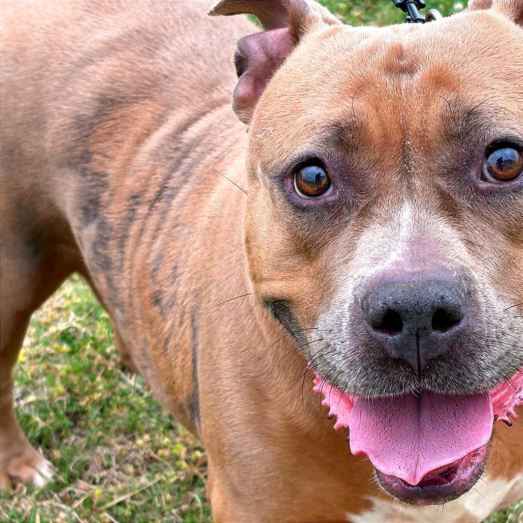 Enlarge Ruby, a Adoptable American Bulldog in Tulsa, OK image 3/3