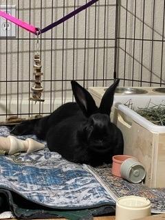 Enlarge Donut, a Adoptable American in Folsom, CA image 1/1