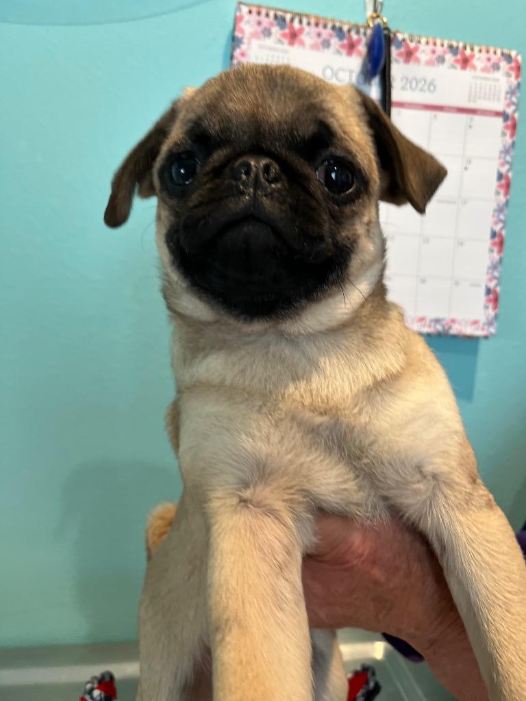 KK1 Dory, Adoptable, Puppy Female Pug.