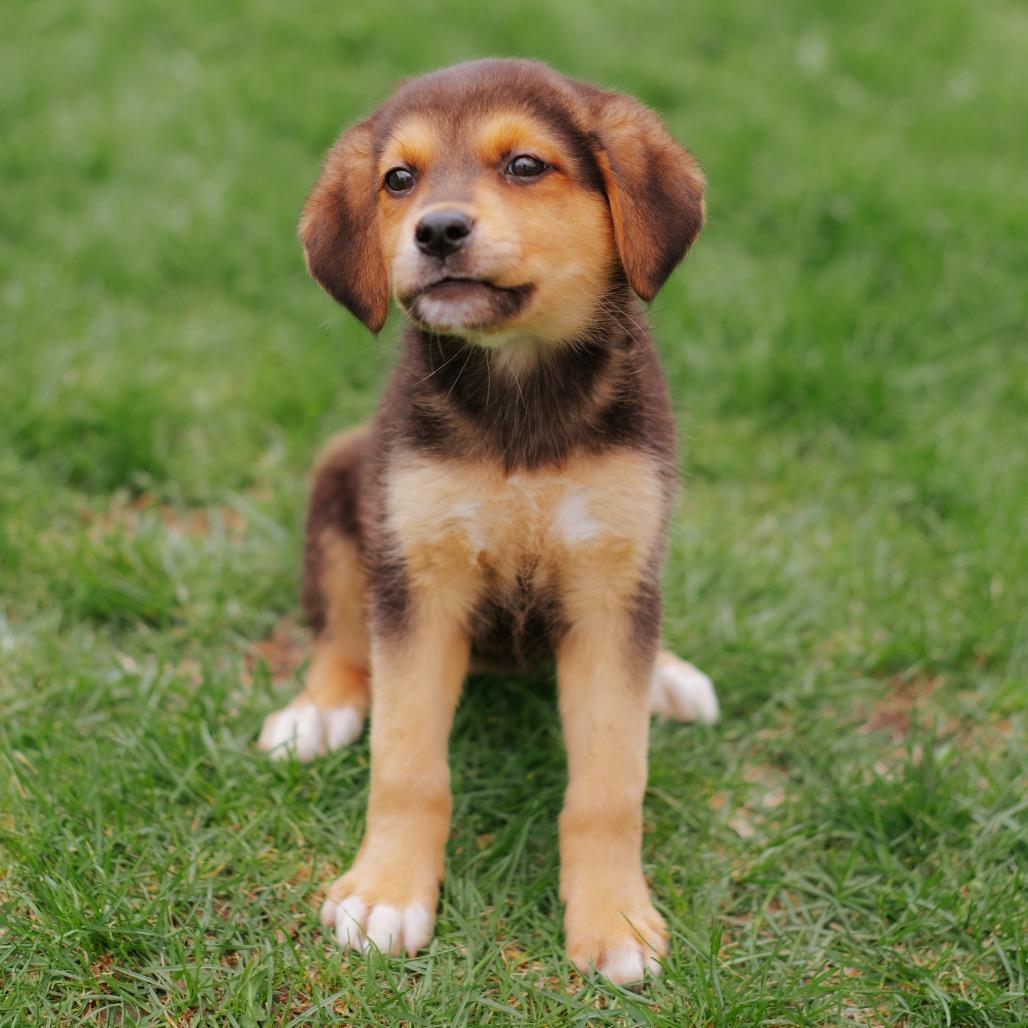 Enlarge Stacy, a Adoptable mixed breed in Northbrook, IL image 1/3