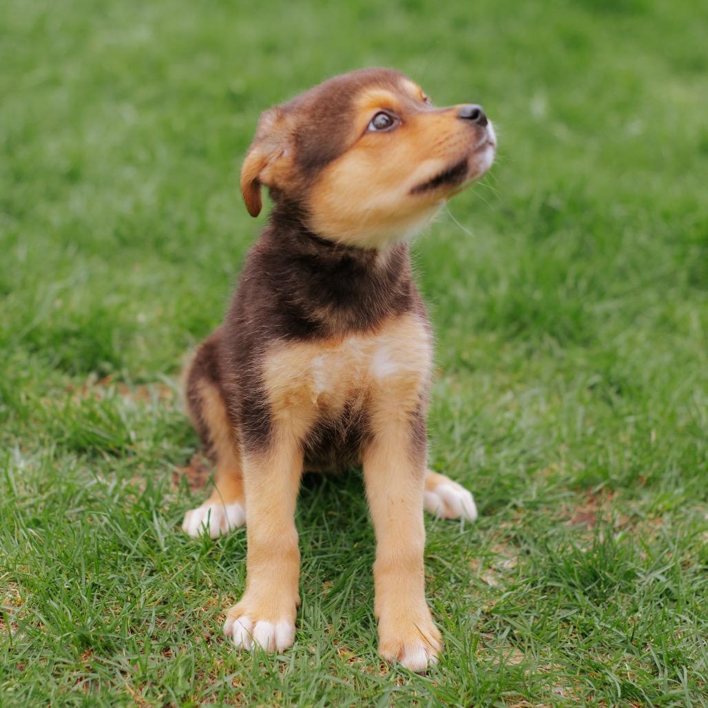 Enlarge Stacy, a Adoptable mixed breed in Northbrook, IL image 3/3