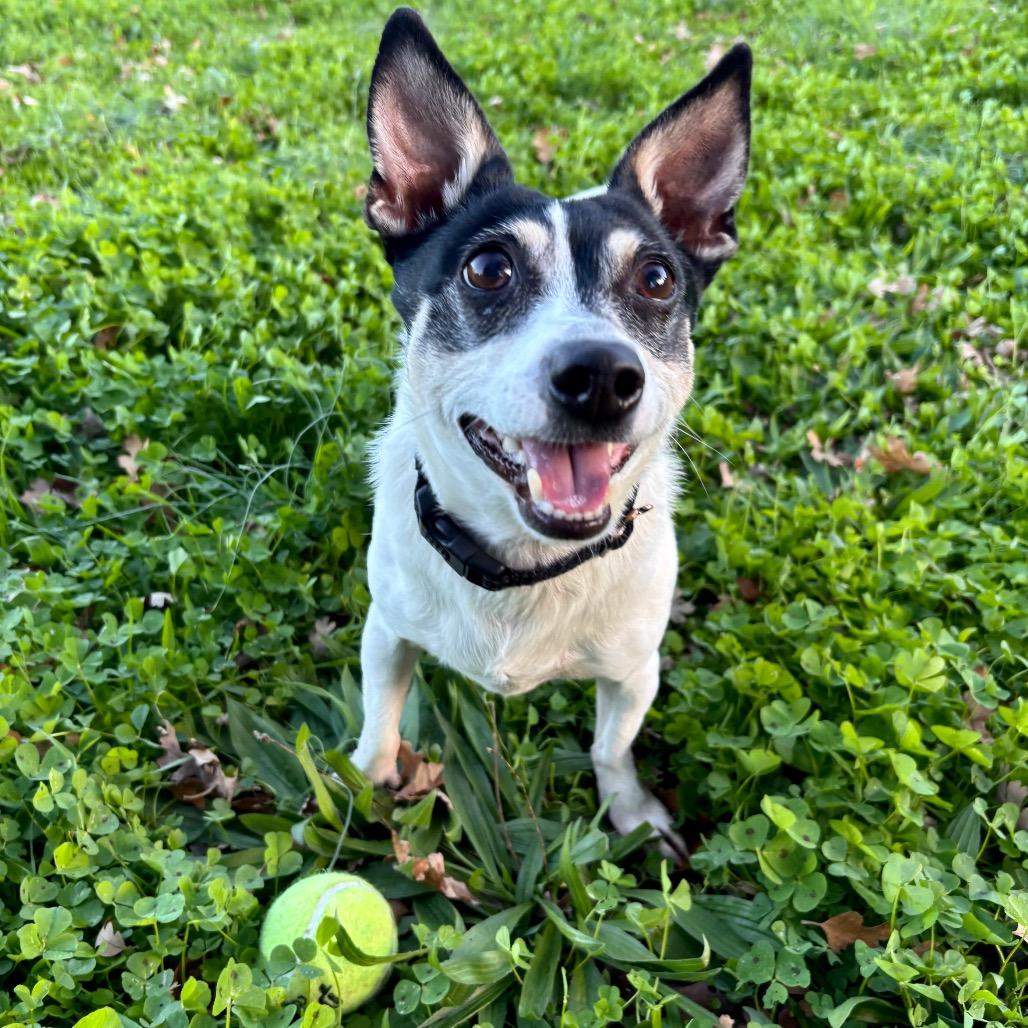 Wrangler — thumbnail 3