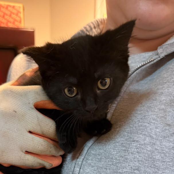 Bear, Adoptable, Kitten Female Domestic Short Hair.