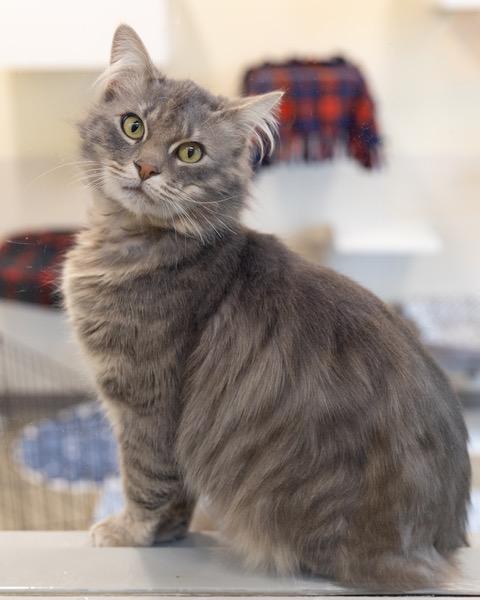 Enlarge SEBASTIAN, a Adoptable Domestic Long Hair in Leesburg, VA image 1/1