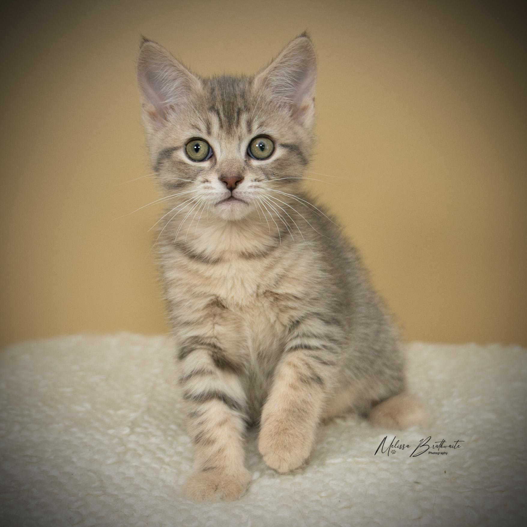 Sunkiss, ADOPTABLE, Kitten Female Domestic Short Hair.