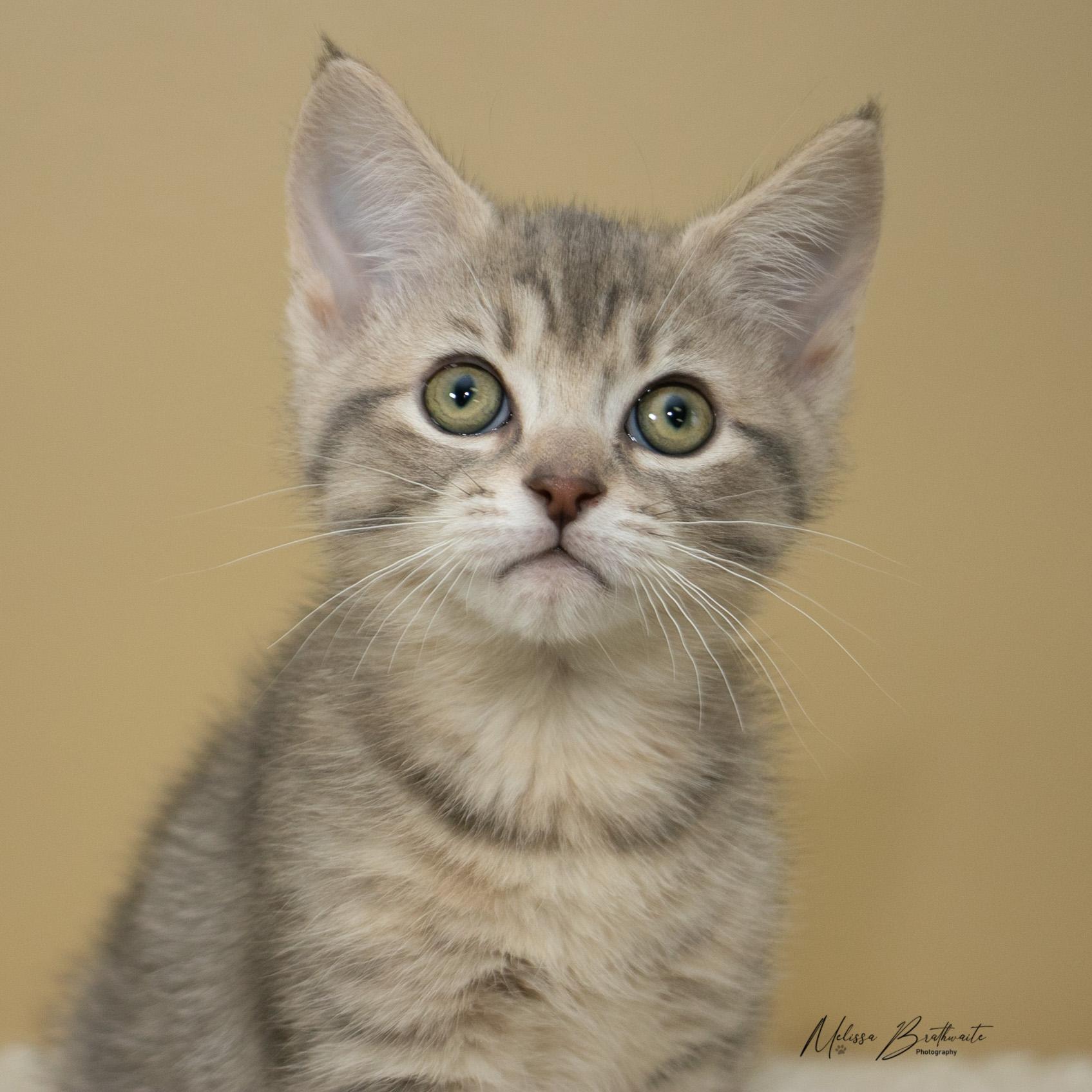 Enlarge Sunkiss, a ADOPTABLE Domestic Short Hair in Calgary, AB image 4/6