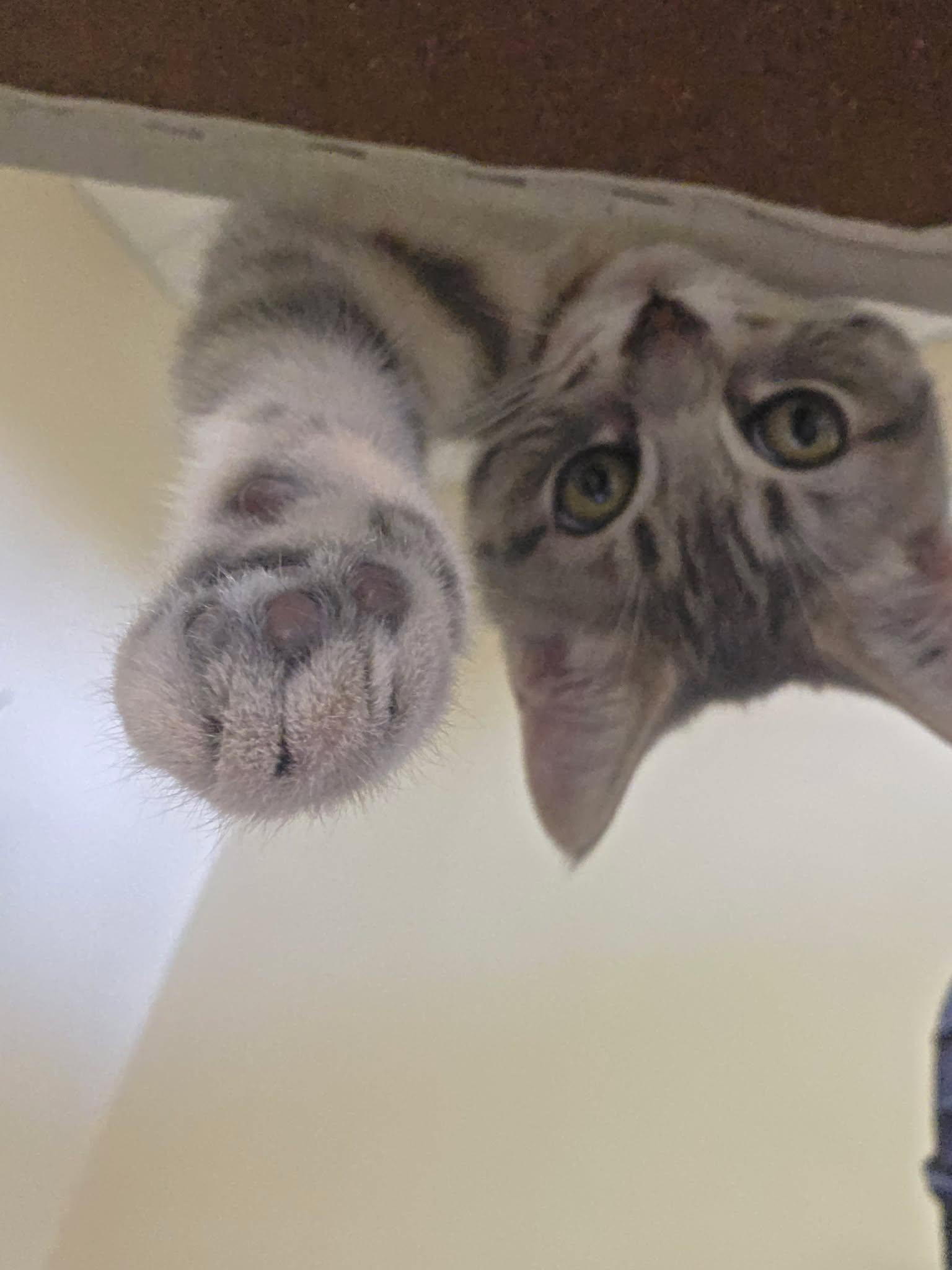 Enlarge Sunkiss, a Adoptable Domestic Short Hair in Calgary, AB image 6/6