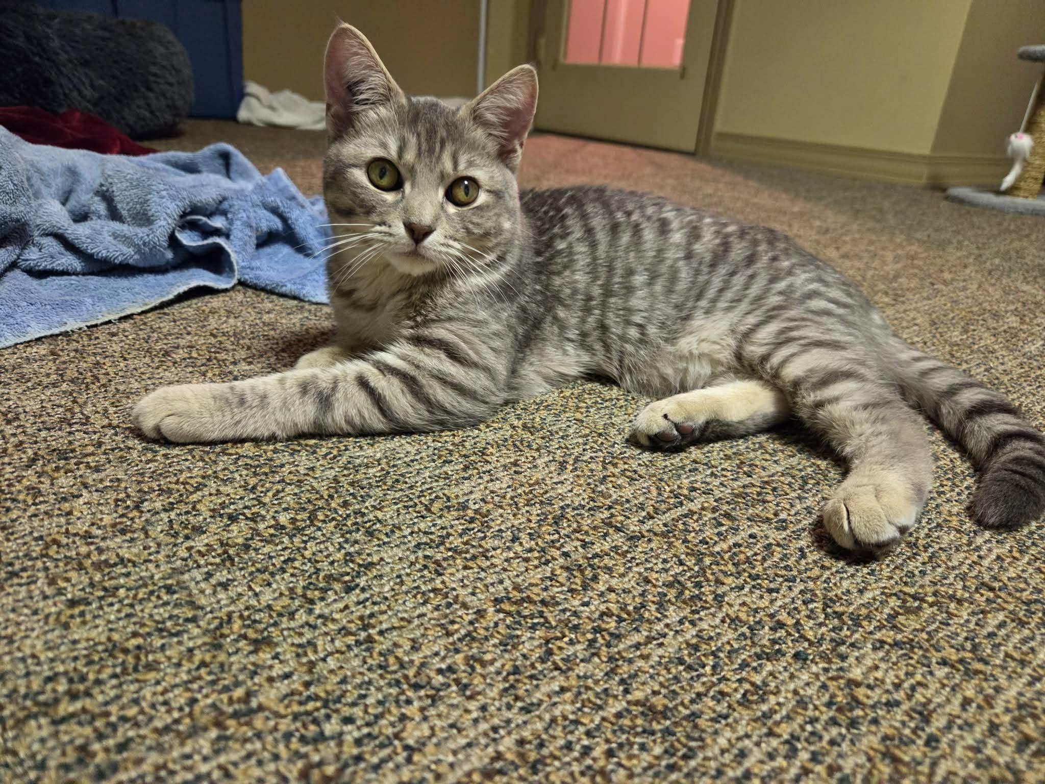 Enlarge Sunkiss, a Adoptable Domestic Short Hair in Calgary, AB image 2/6