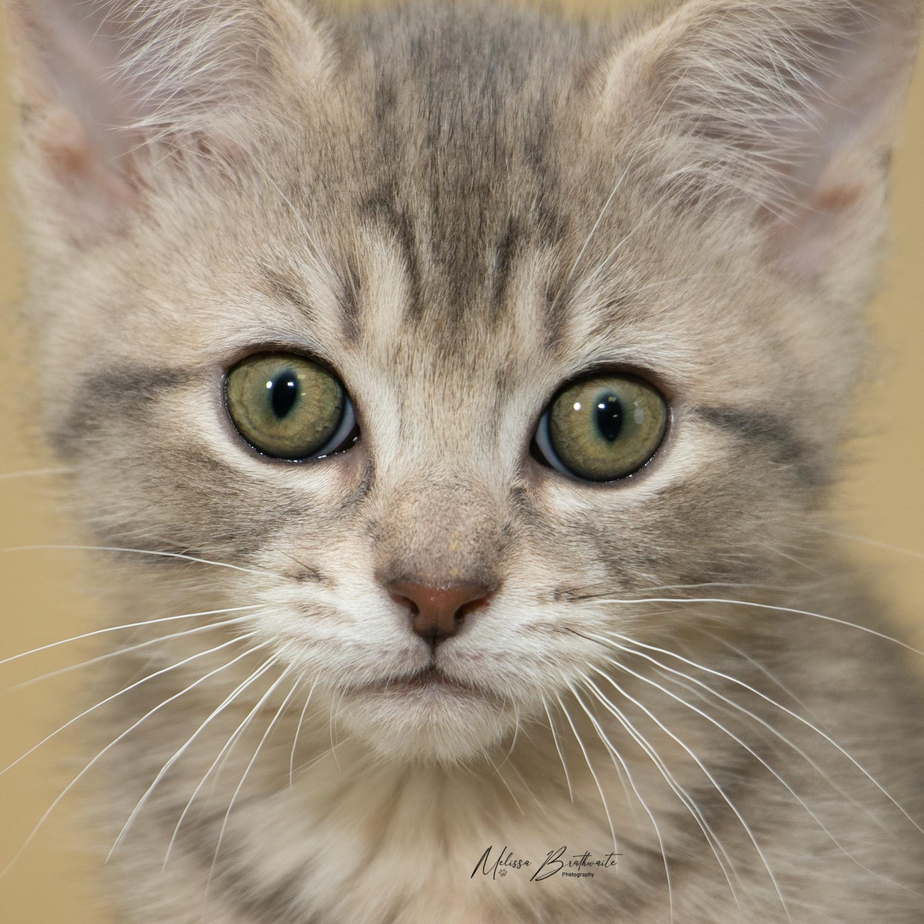 Enlarge Sunkiss, a ADOPTABLE Domestic Short Hair in Calgary, AB image 2/6