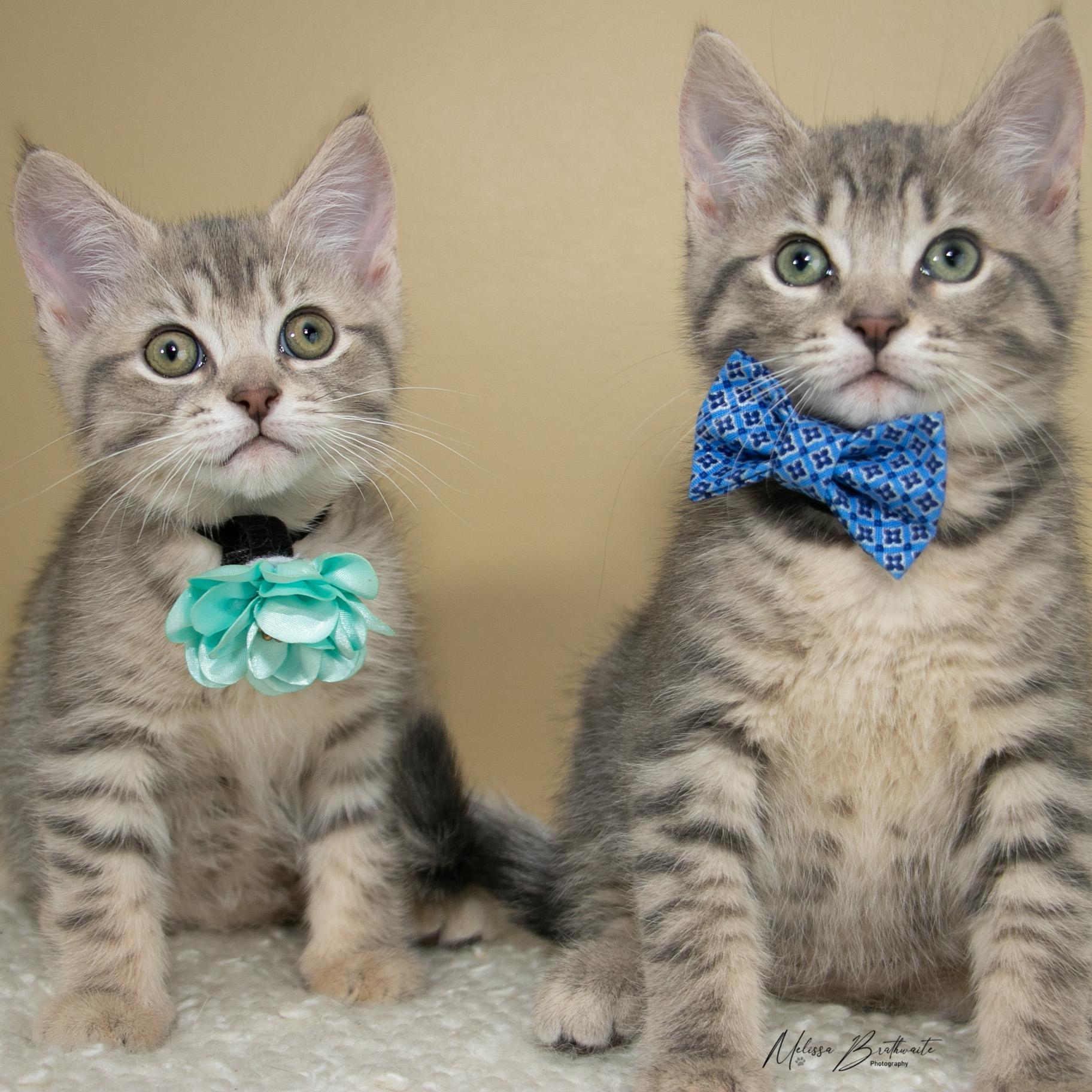 Enlarge Sunkiss, a ADOPTABLE Domestic Short Hair in Calgary, AB image 6/6