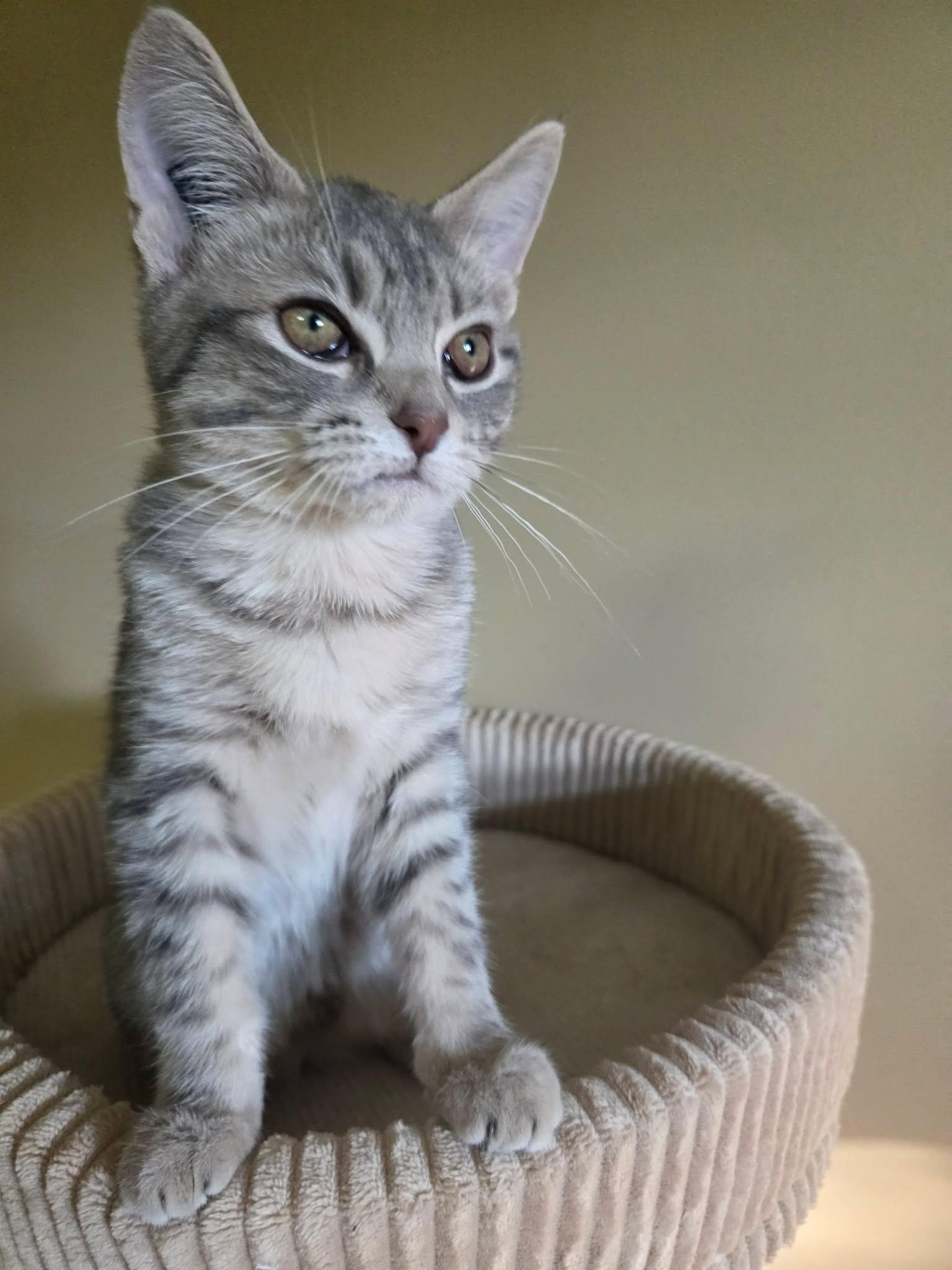 Sunkiss, Adoptable, Kitten Female Domestic Short Hair.