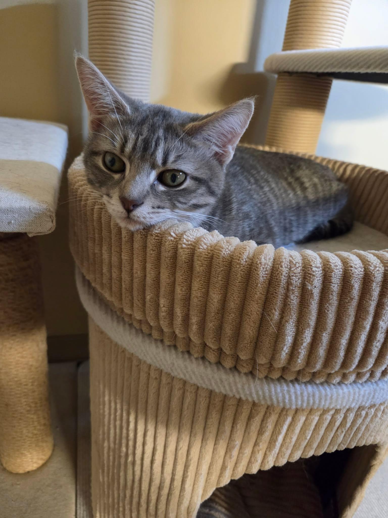 Enlarge Sunkiss, a Adoptable Domestic Short Hair in Calgary, AB image 4/6