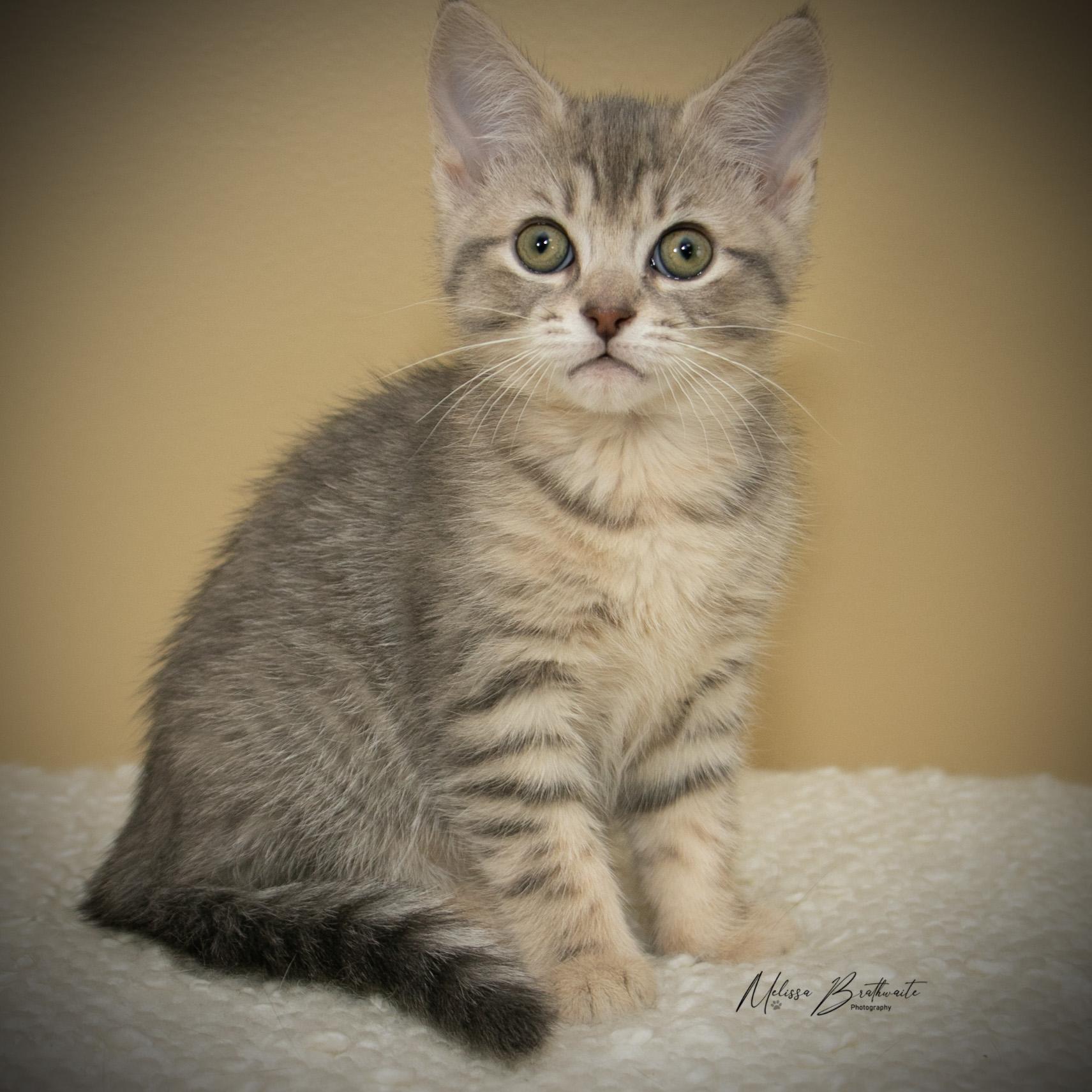 Enlarge Sunkiss, a ADOPTABLE Domestic Short Hair in Calgary, AB image 3/6