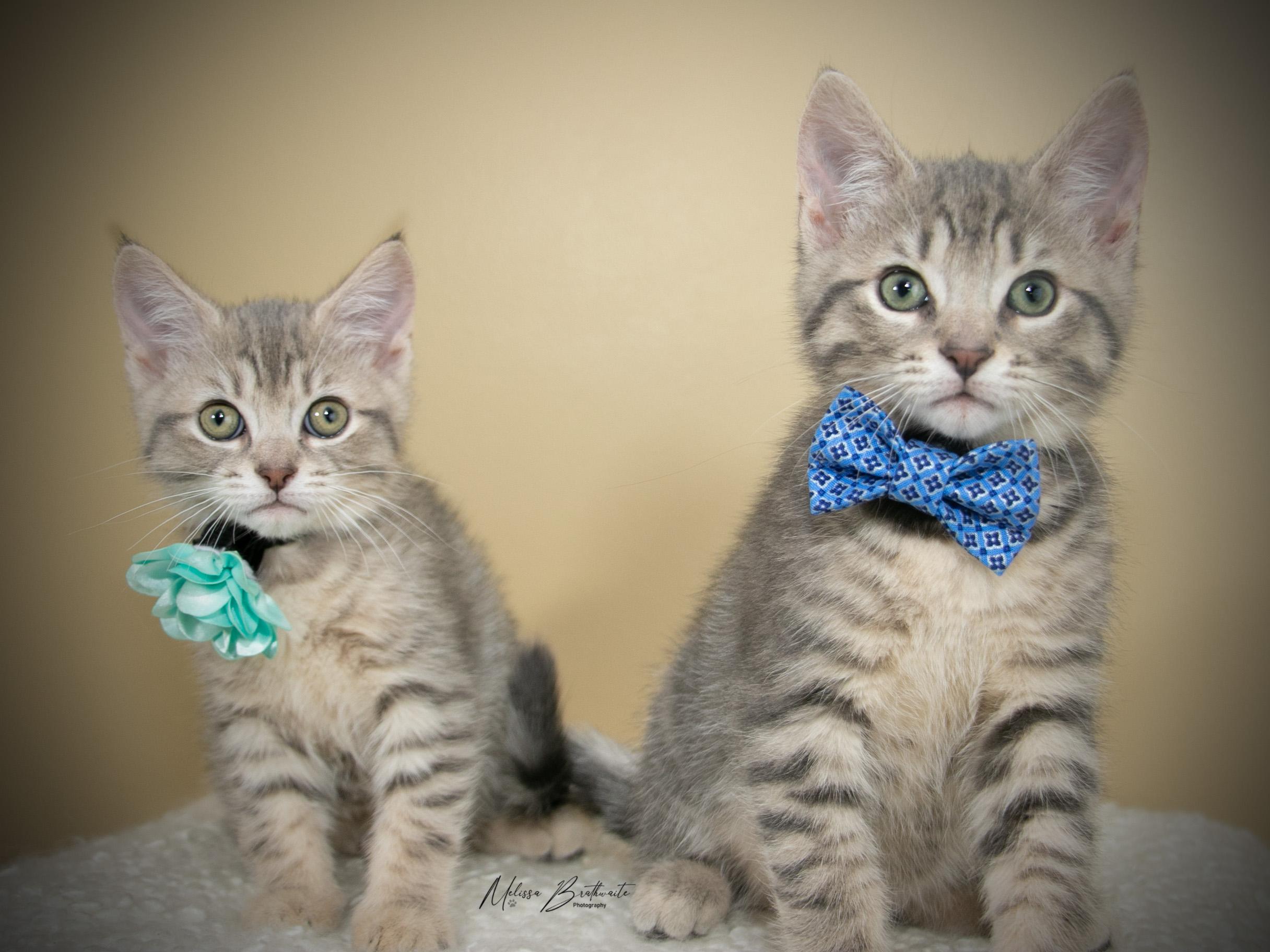 Enlarge Sunkiss, a ADOPTABLE Domestic Short Hair in Calgary, AB image 5/6