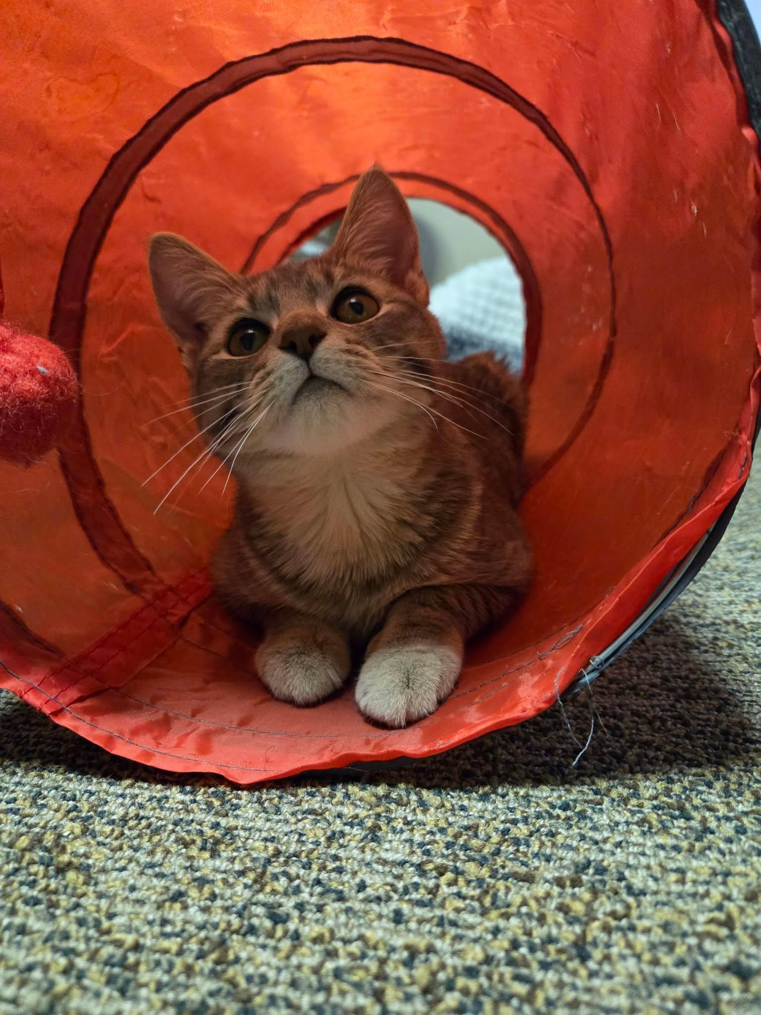 Enlarge Sunkiss, a Adoptable Domestic Short Hair in Calgary, AB image 3/6