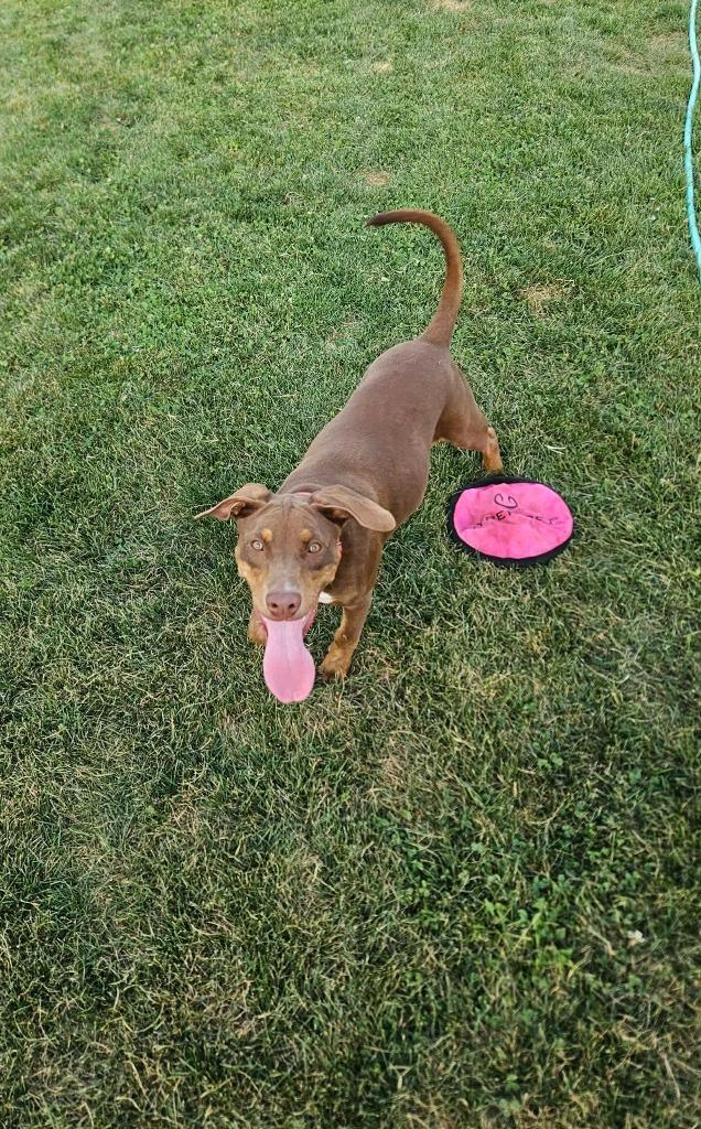Cindy, a Adoptable mixed breed in Fond Du Lac, WI image 2/6