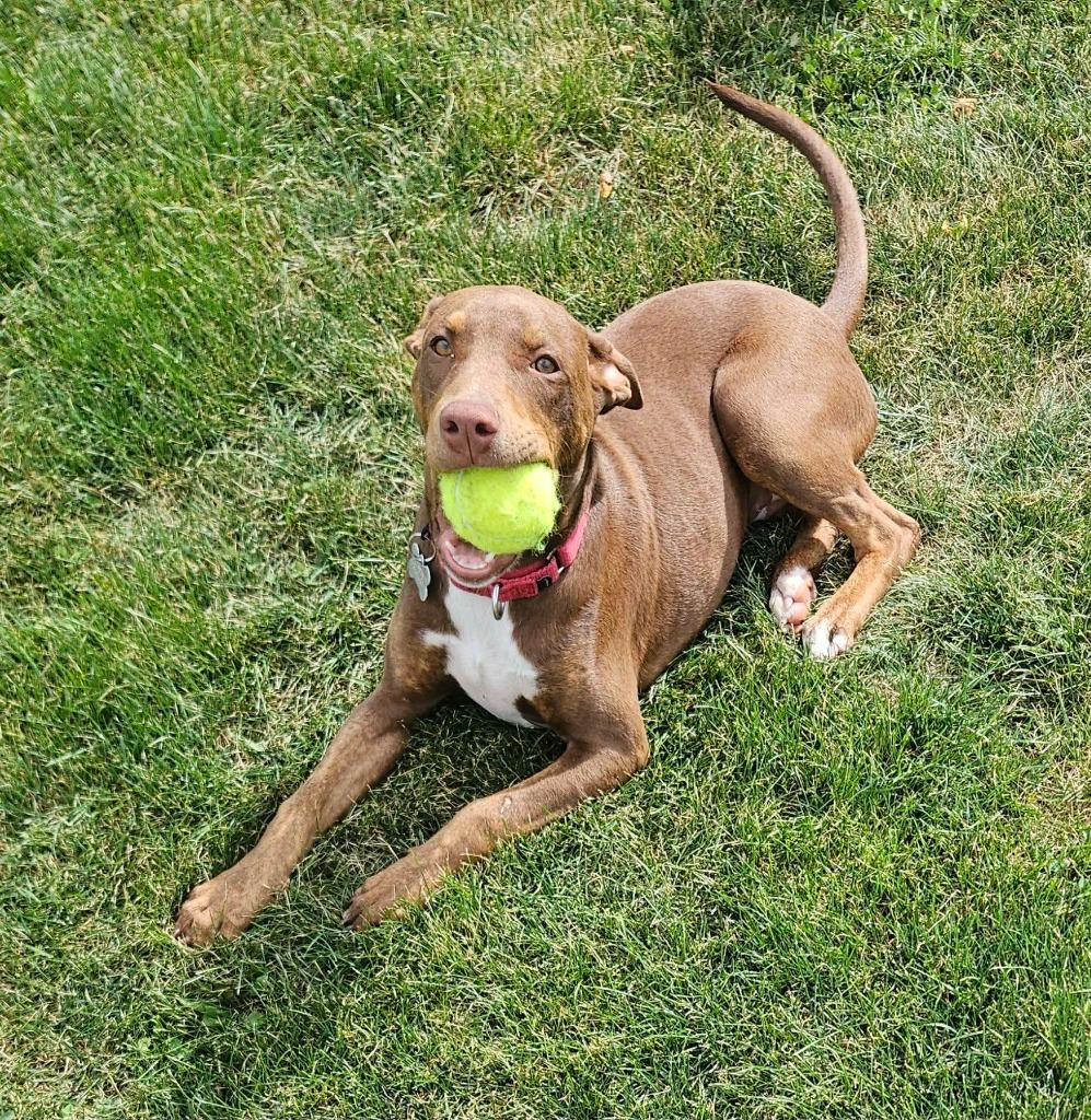 Cindy, a Adoptable mixed breed in Fond Du Lac, WI image 3/6