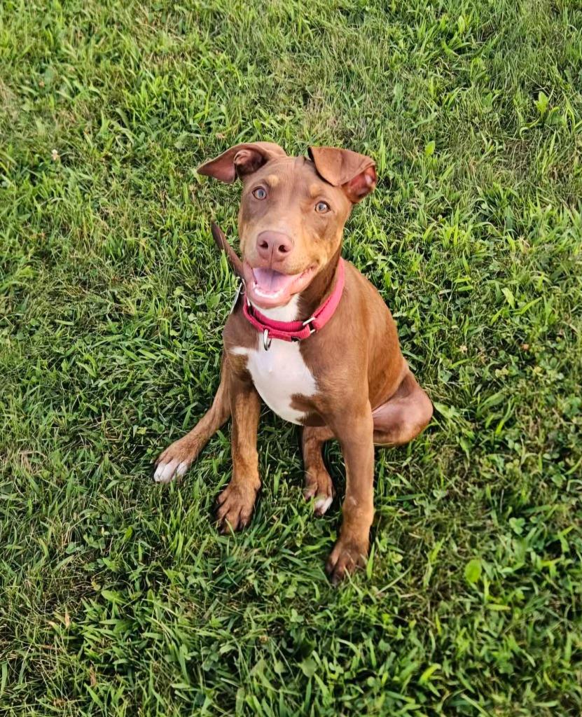 Cindy, a Adoptable mixed breed in Fond Du Lac, WI image 4/6