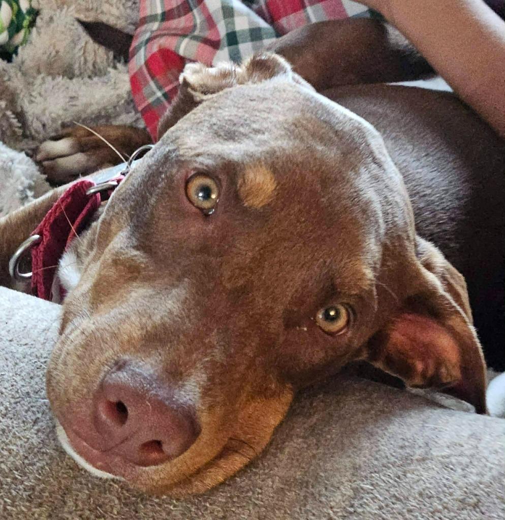 Cindy, a Adoptable mixed breed in Fond Du Lac, WI image 5/6