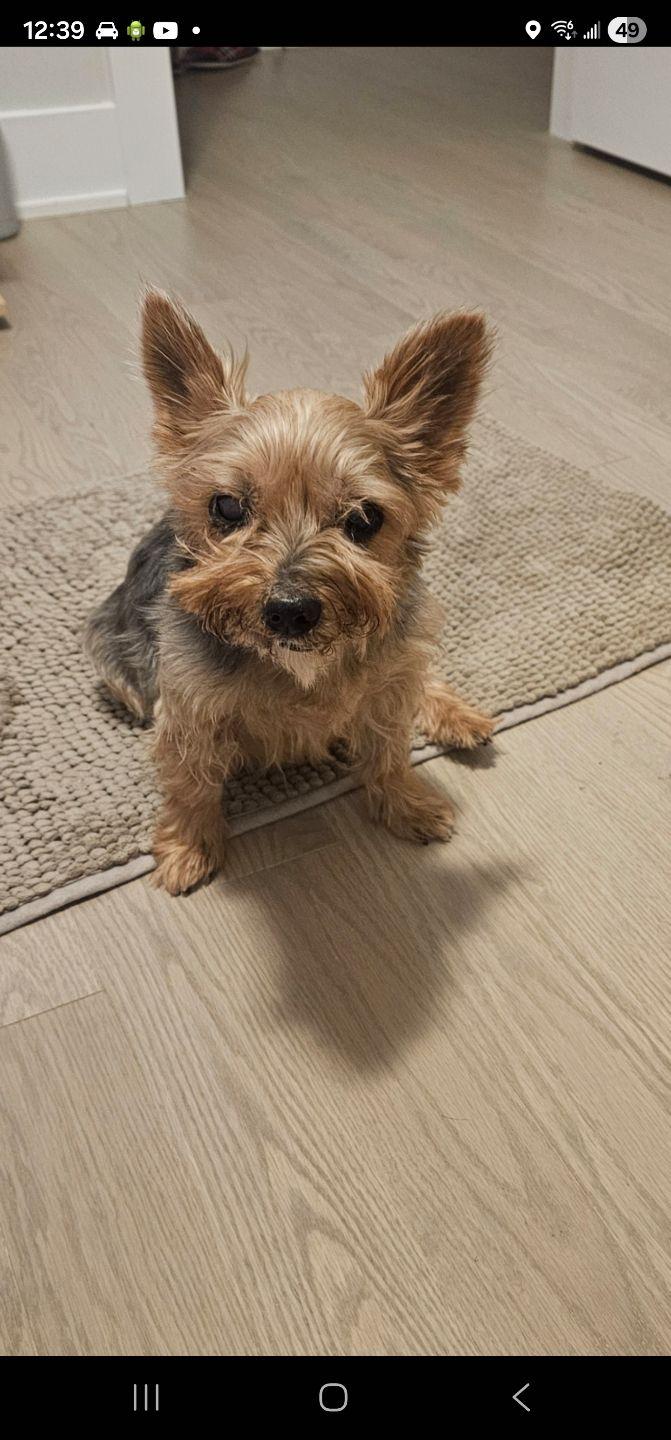 Enlarge Lulu, an adoptable Yorkshire Terrier in Markham, ON image 6/6