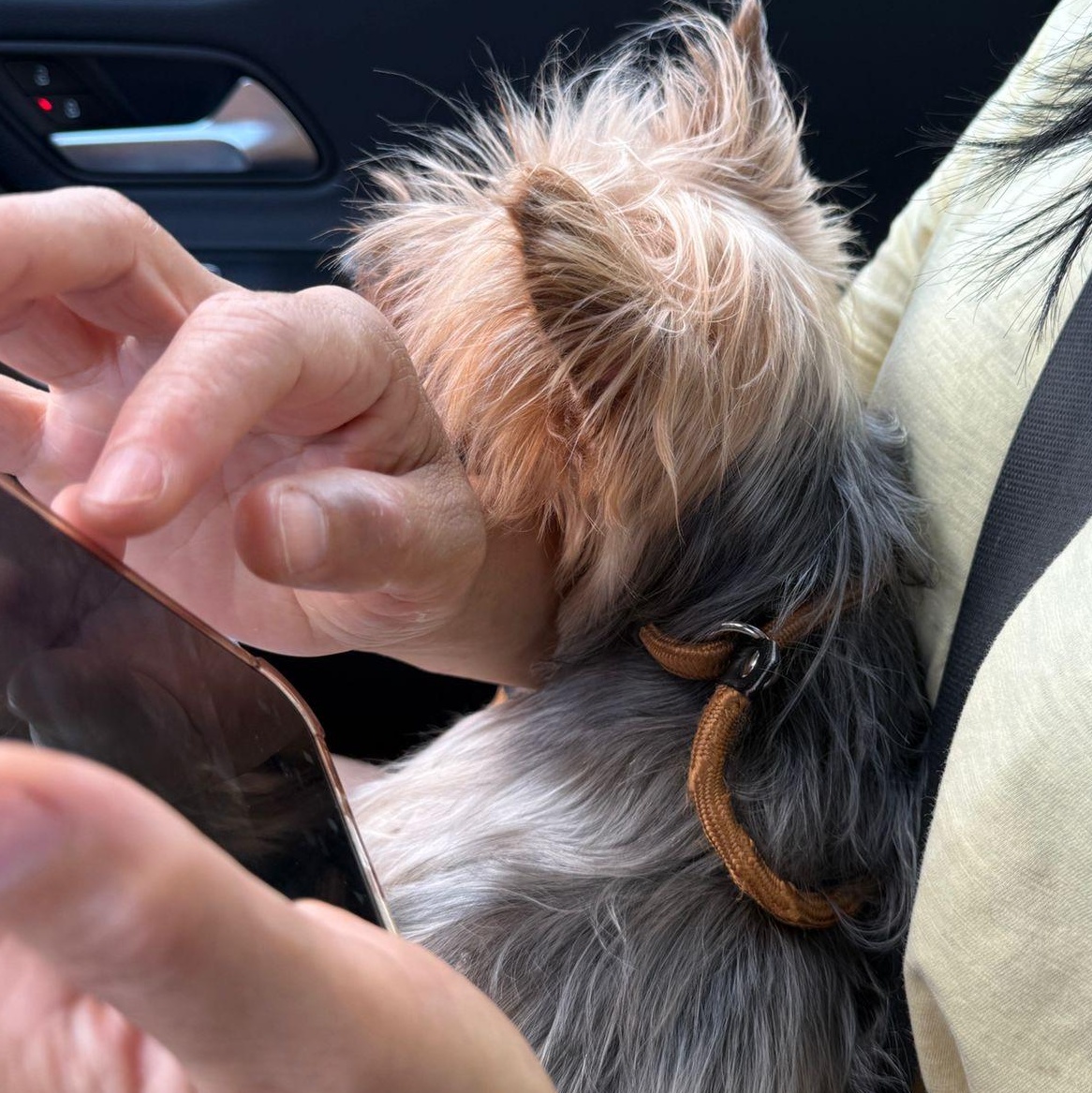 Lulu, a Adoptable Yorkshire Terrier in Markham, ON image 2/4