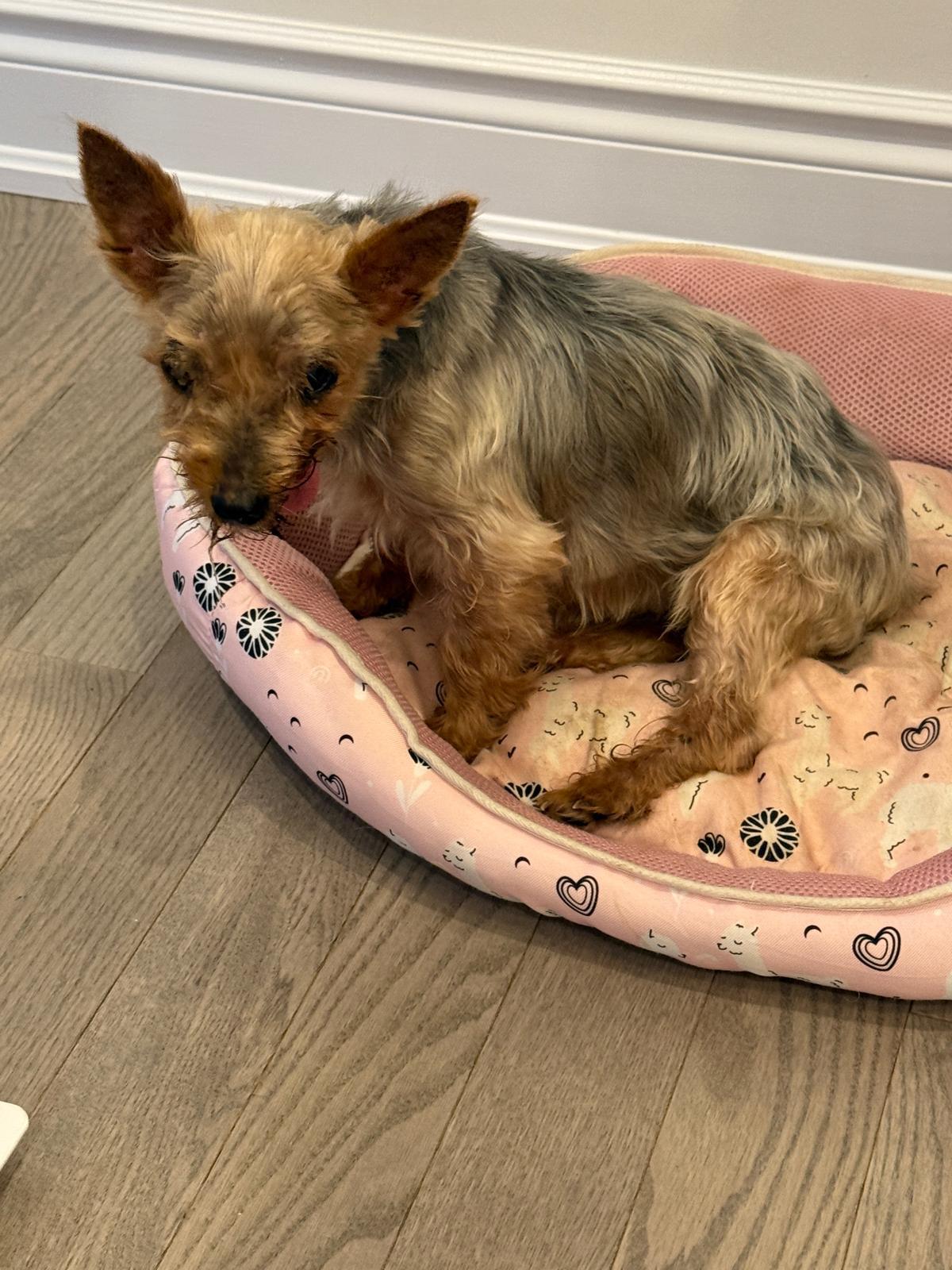 Lulu, Adoptable, Adult Female Yorkshire Terrier.