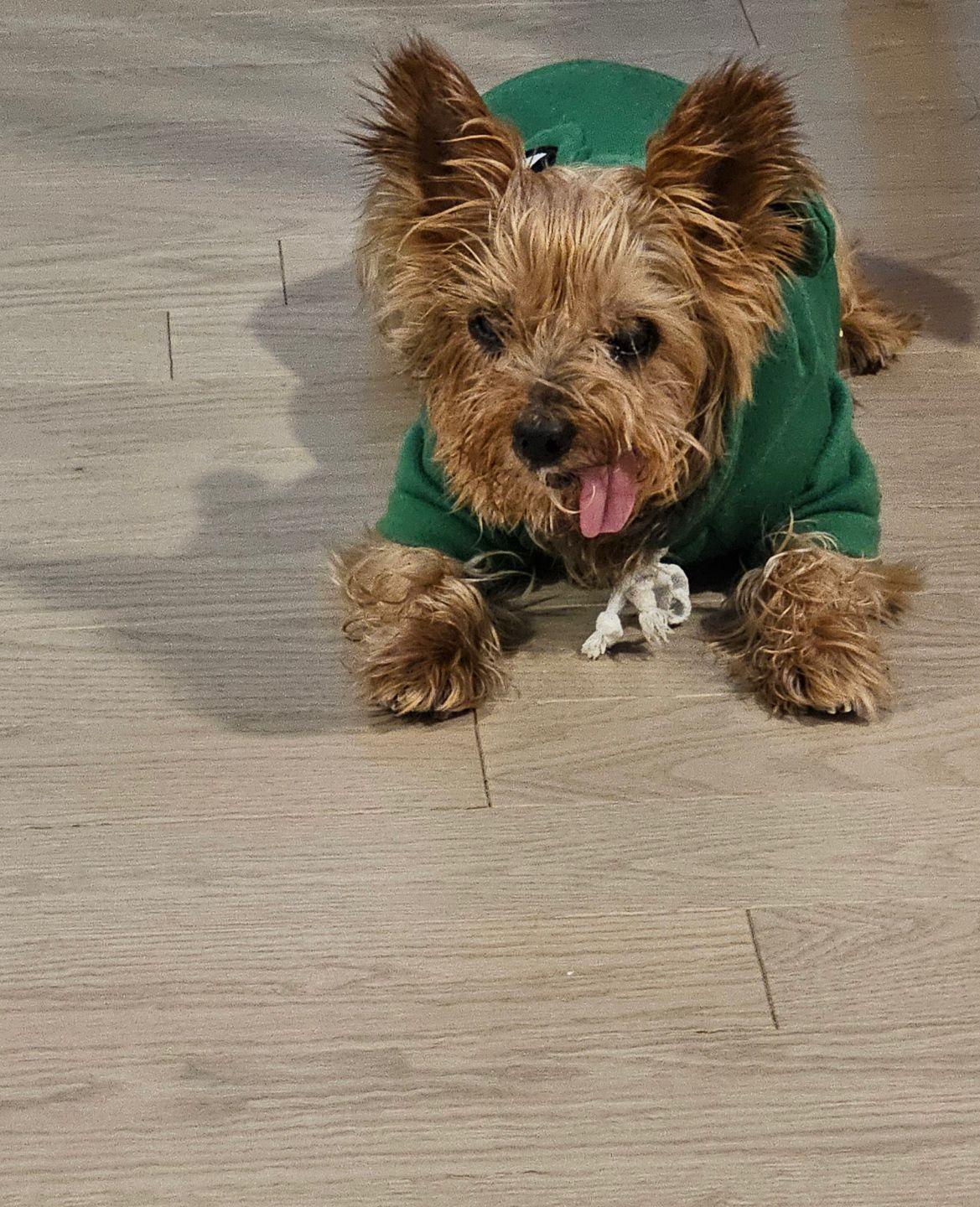 Lulu, adoptable, Adult Female Yorkshire Terrier.