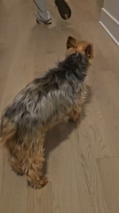 Enlarge Lulu, an adoptable Yorkshire Terrier in Markham, ON video 5/6