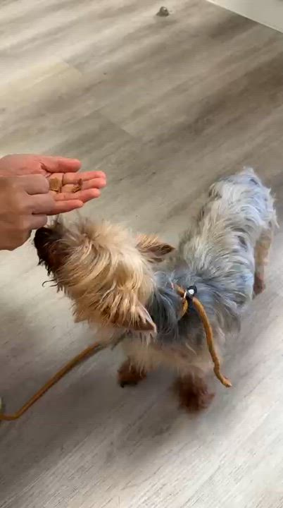 Enlarge Lulu, a Adoptable Yorkshire Terrier in Markham, ON video 3/4