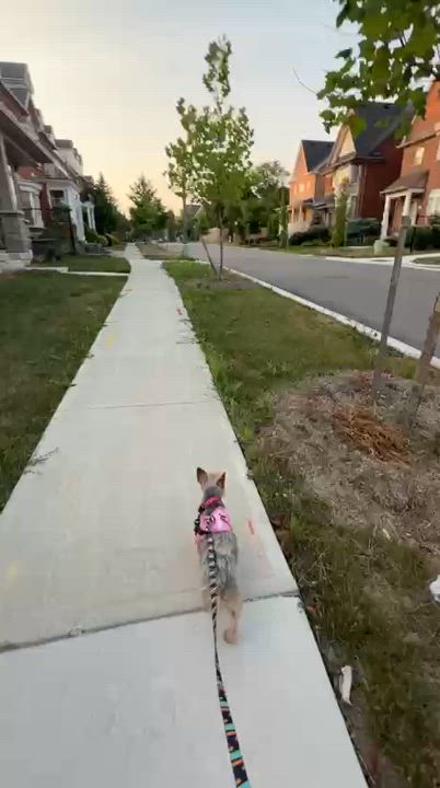 Enlarge Lulu, a Adoptable Yorkshire Terrier in Markham, ON video 4/4