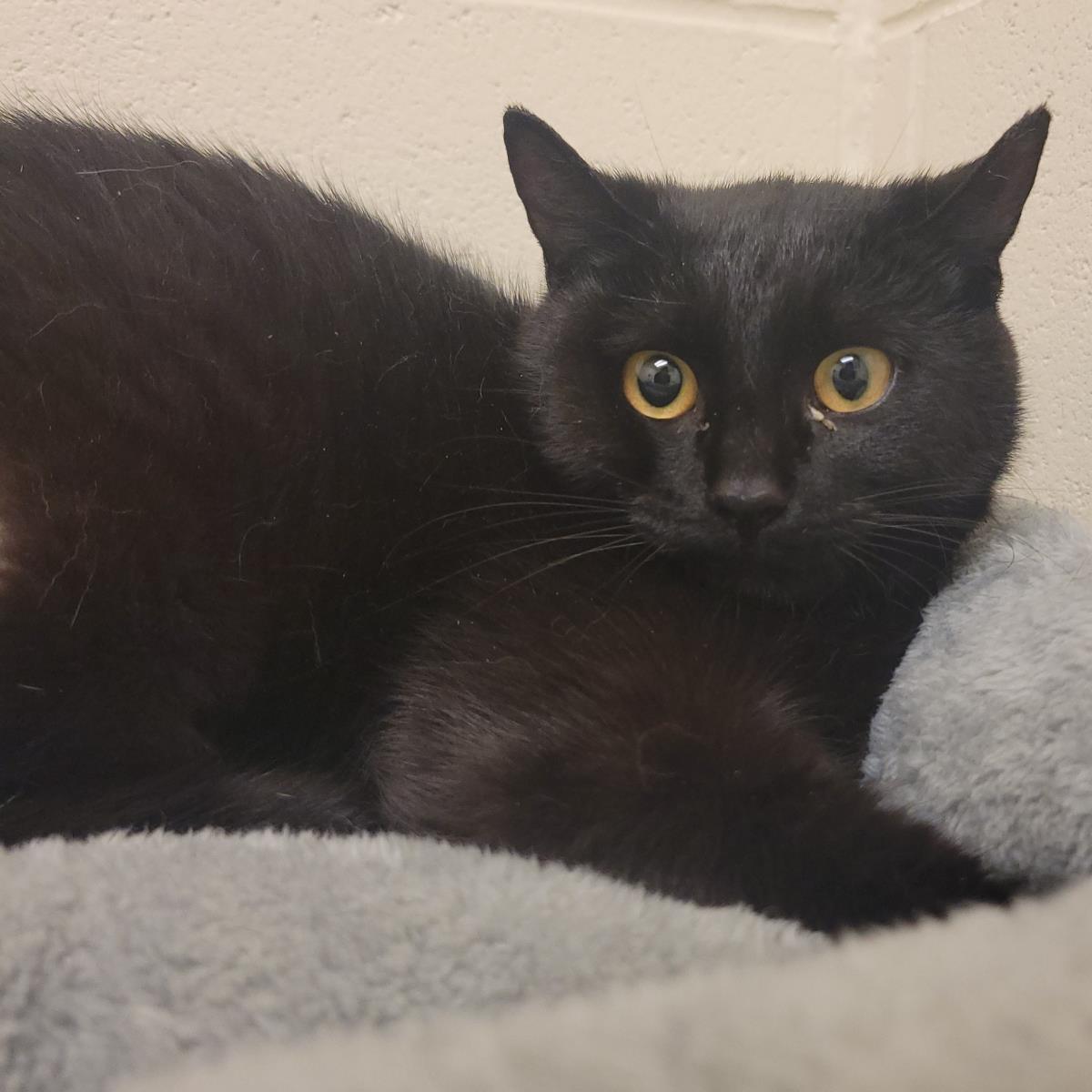 Nuggie, Adoptable, Young Female Domestic Short Hair.
