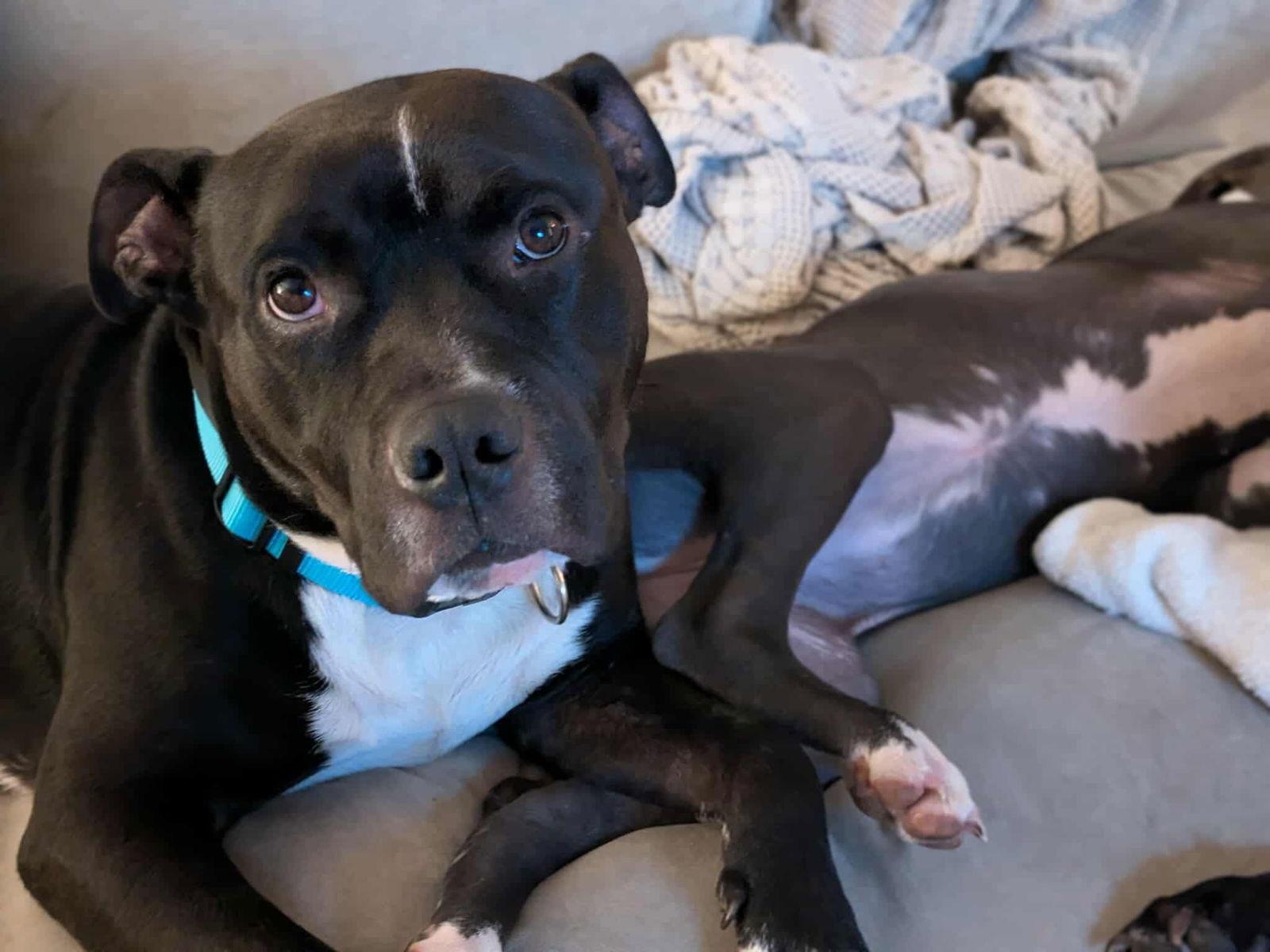 Milo The Meatball thumbnail 3