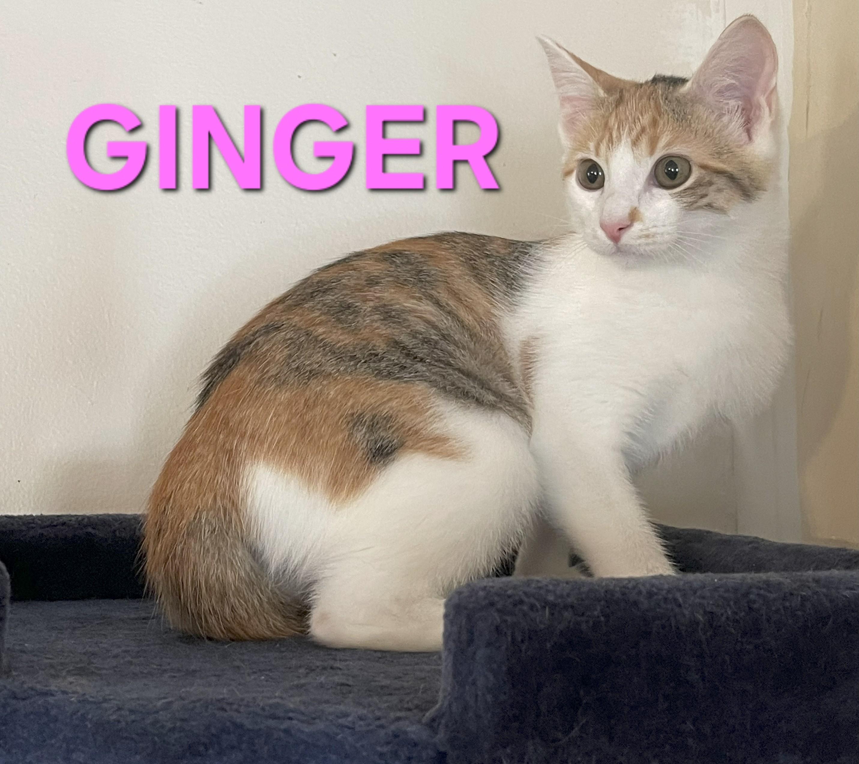 Enlarge GINGER - BONDED PAIR - ROSEMARY, an adopted Calico in Harrodsburg, KY image 1/1