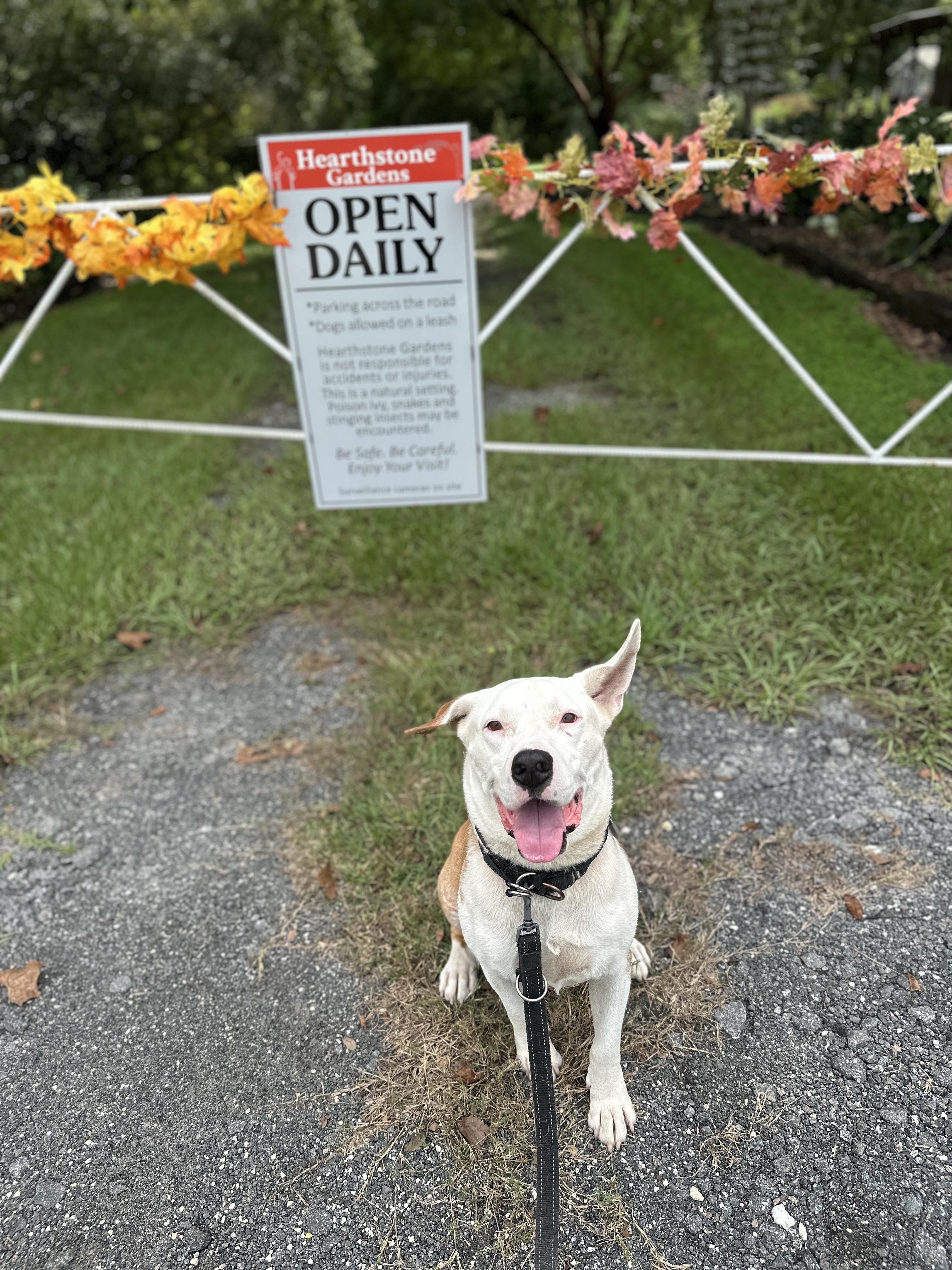 Dash, a Adopted mixed breed in Spotsylvania, VA image 3/6