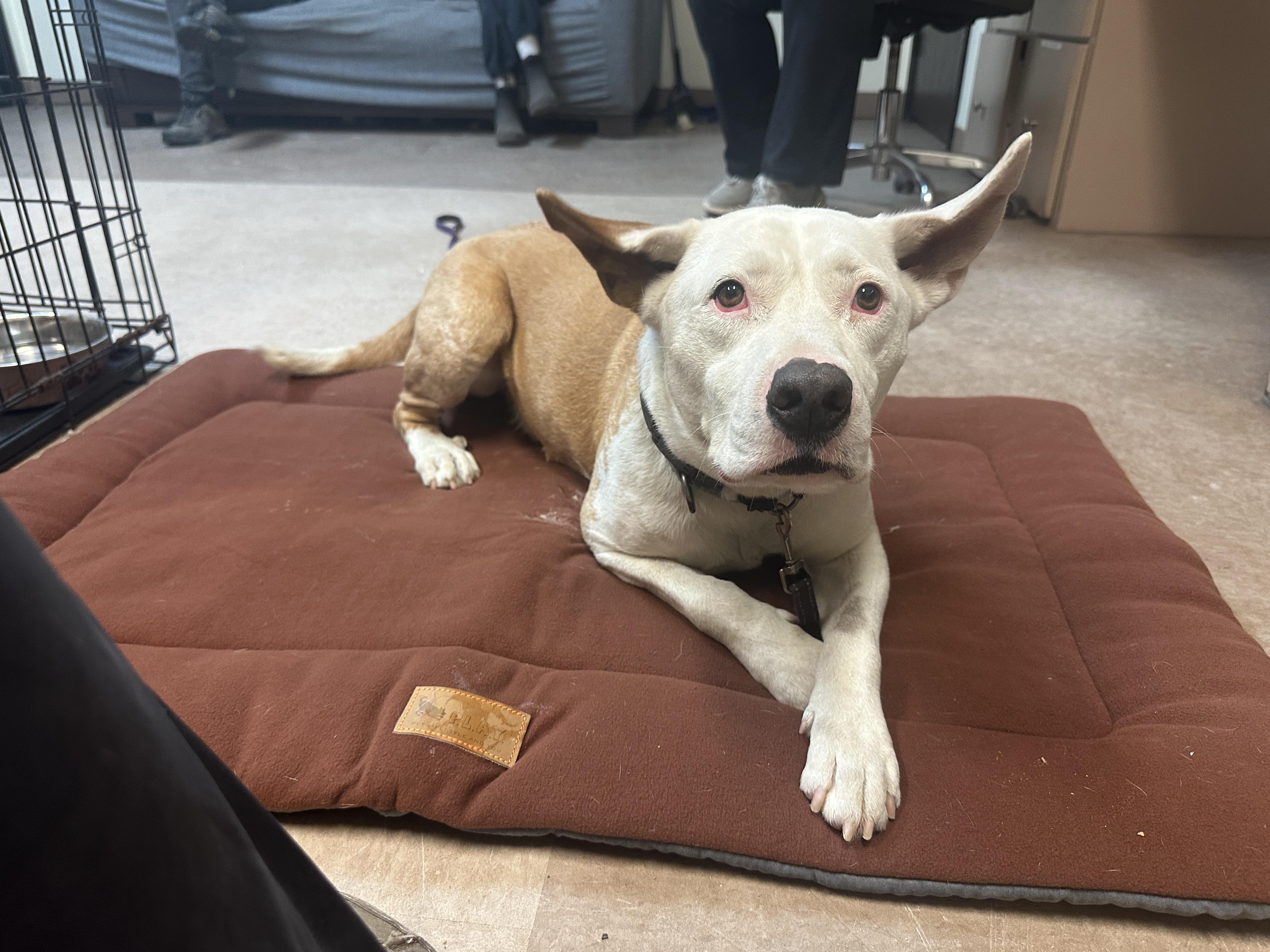 Dash, a Adopted mixed breed in Spotsylvania, VA image 6/6