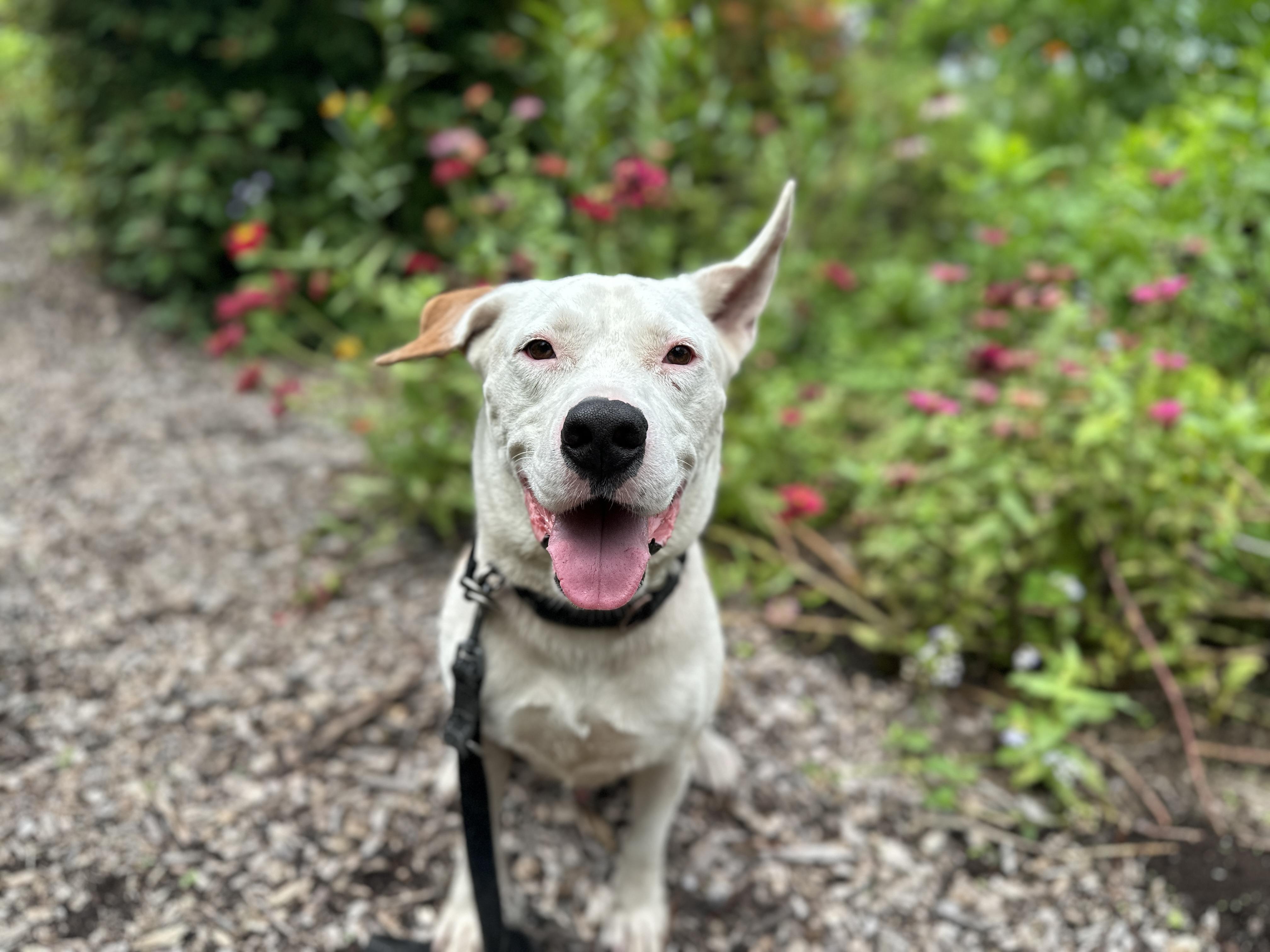 Dash, Adopted, Young Male Pit Bull Terrier.