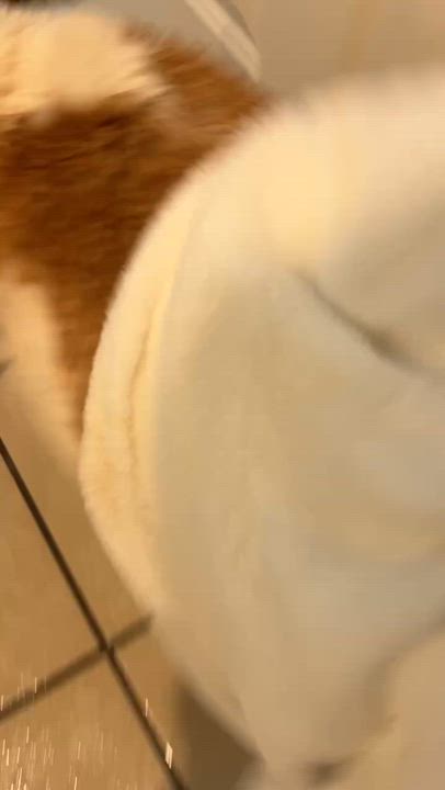 Enlarge Dash, a Adopted mixed breed in Spotsylvania, VA video 4/6