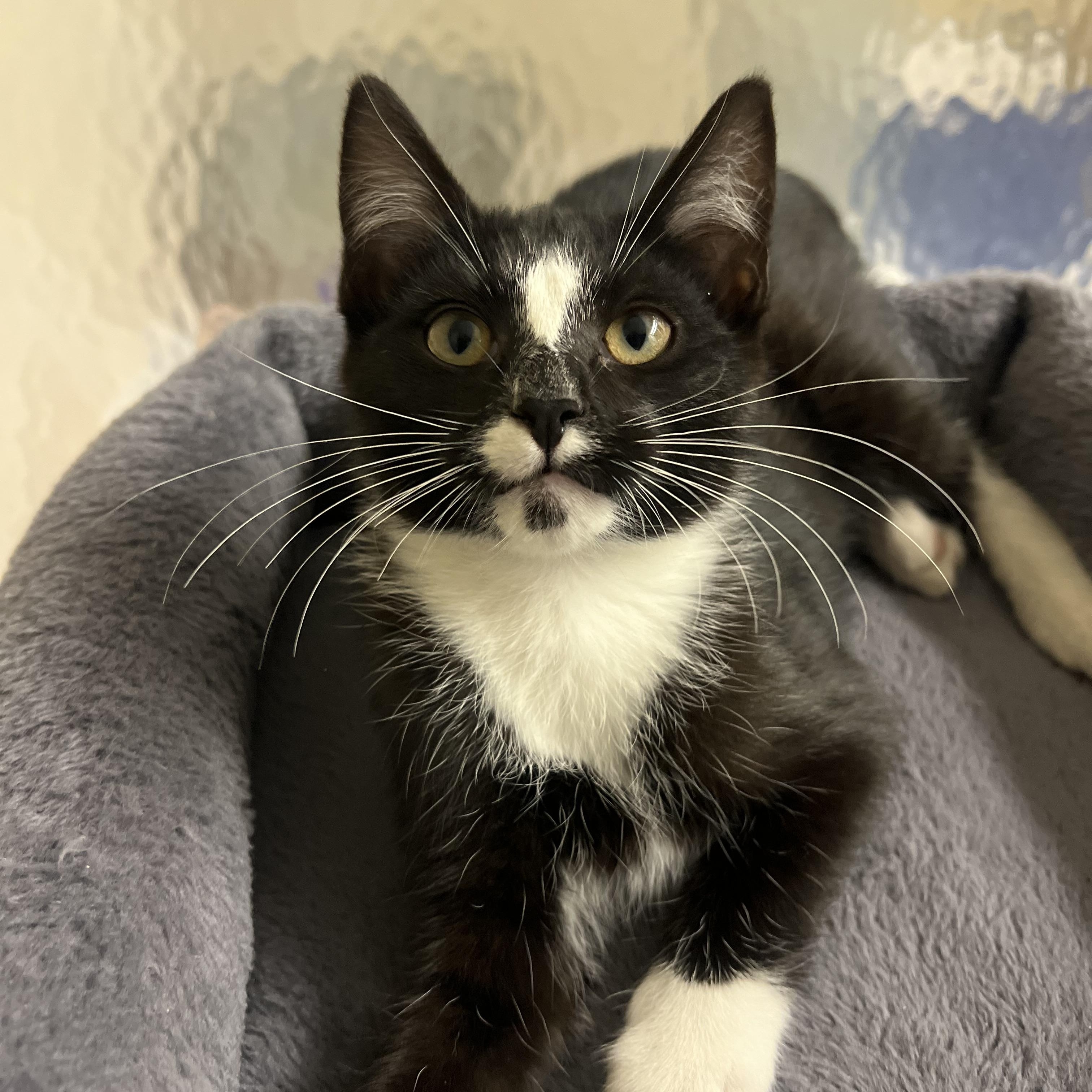 Enlarge Gatsby, an adopted Domestic Short Hair in jacksonville, FL image 5/5